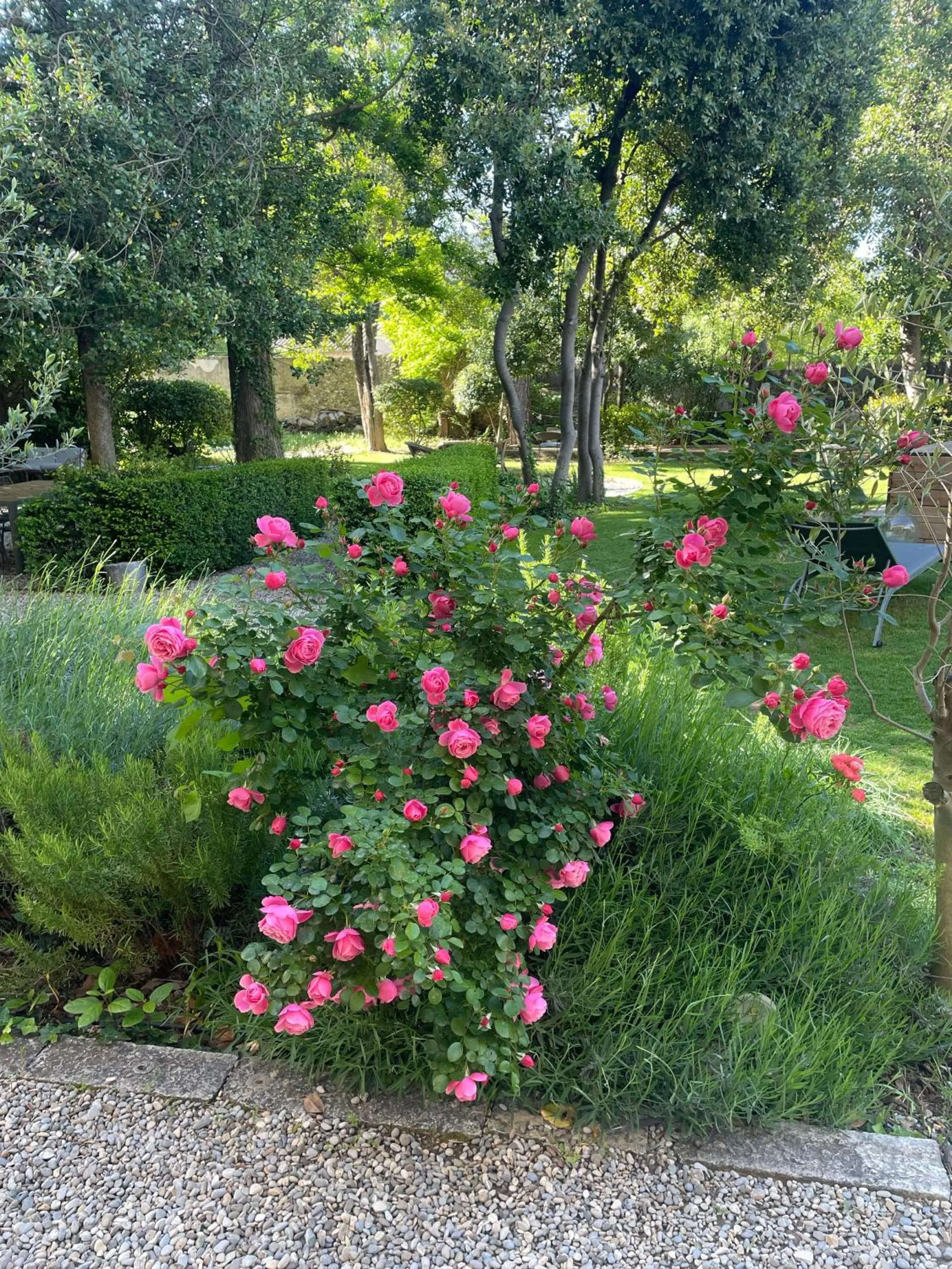 Garden in Maison Sumiane - Maison d hotes et locations avec piscine