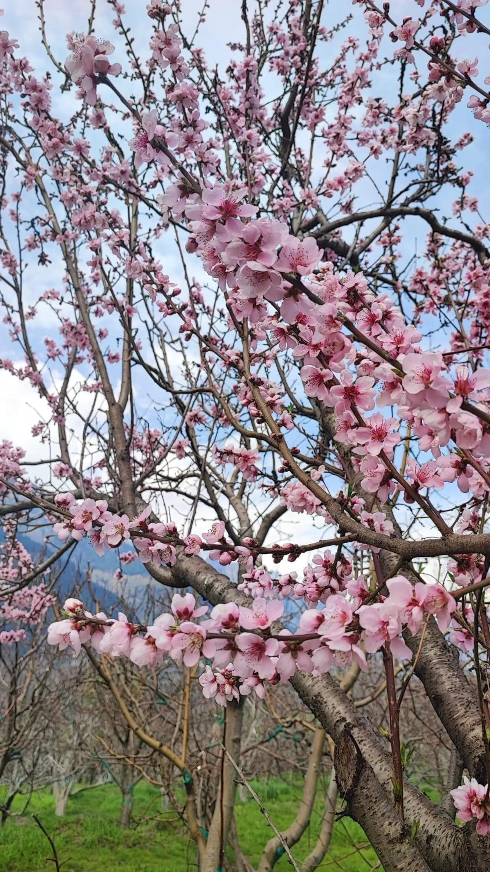 Spring in indian backpackers hostel