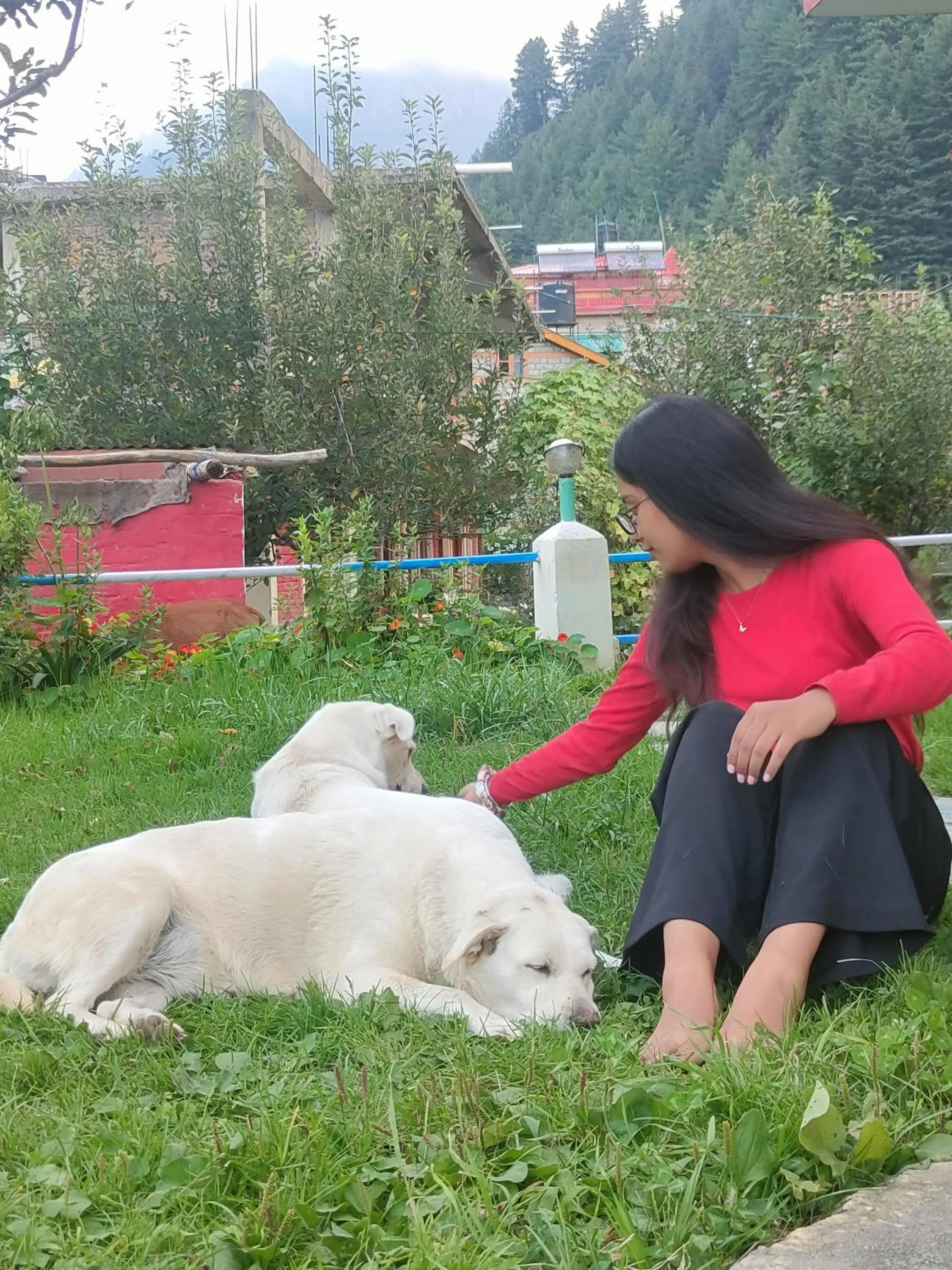 Pets in indian backpackers hostel