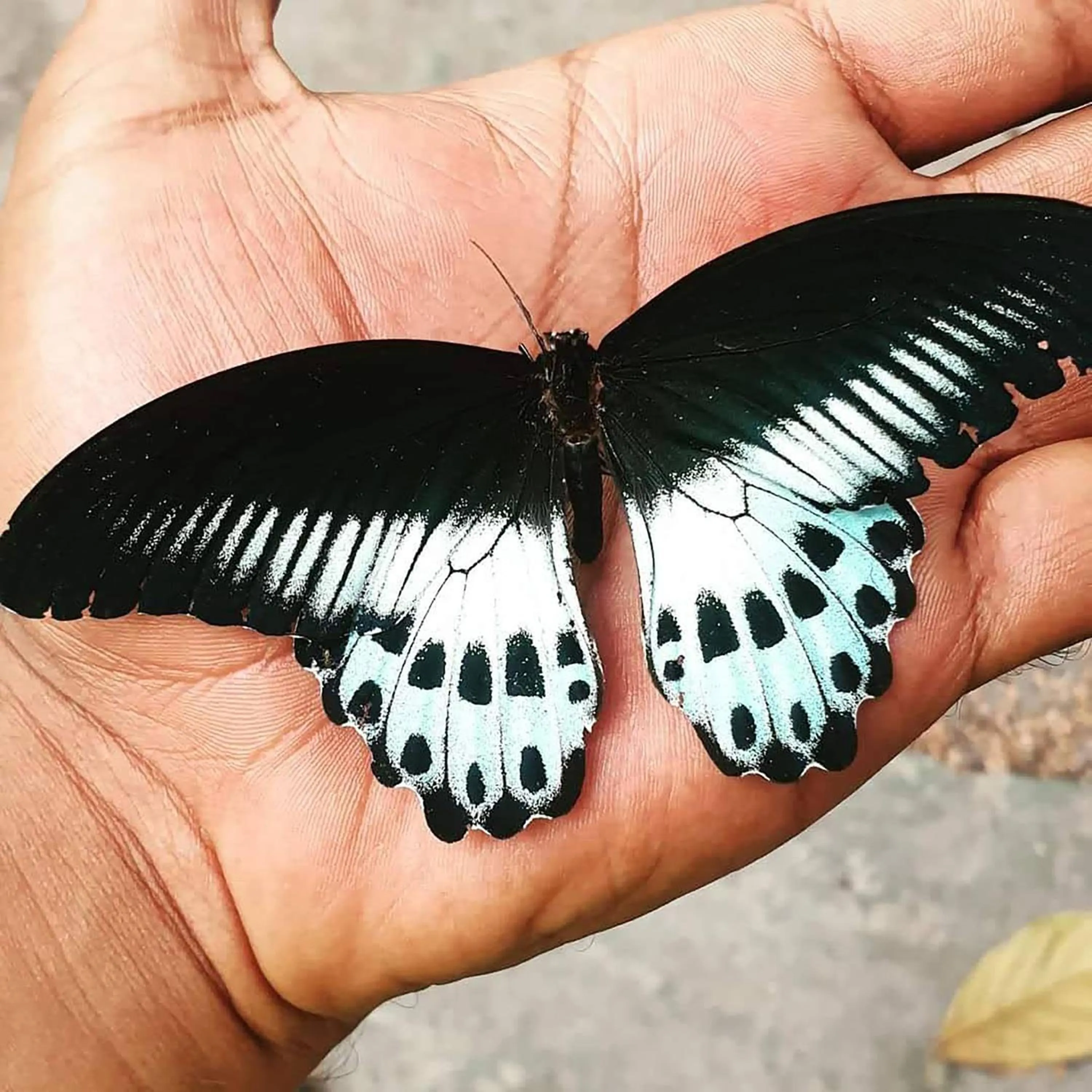 Animals in indian backpackers hostel