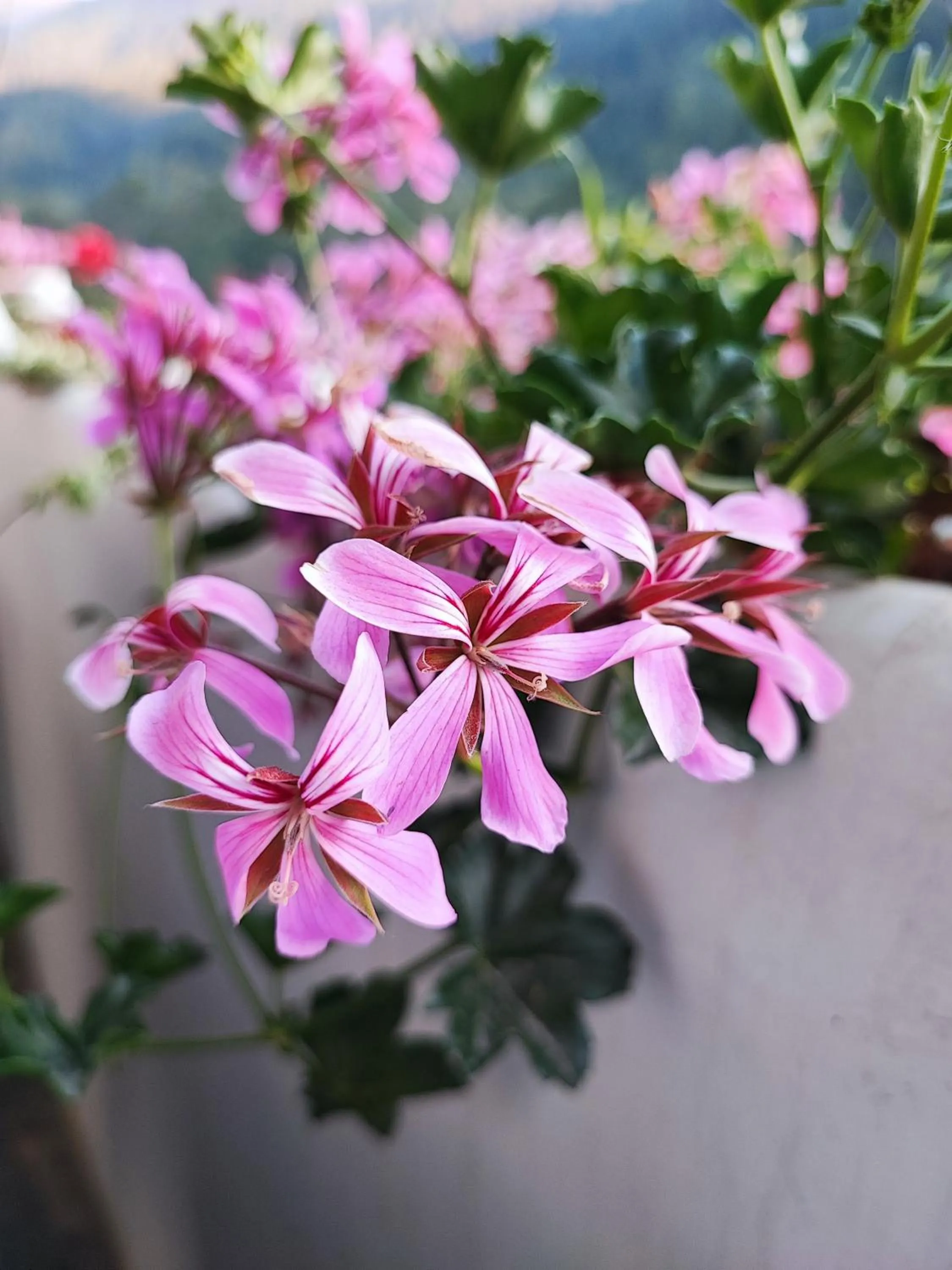 Spring in indian backpackers hostel