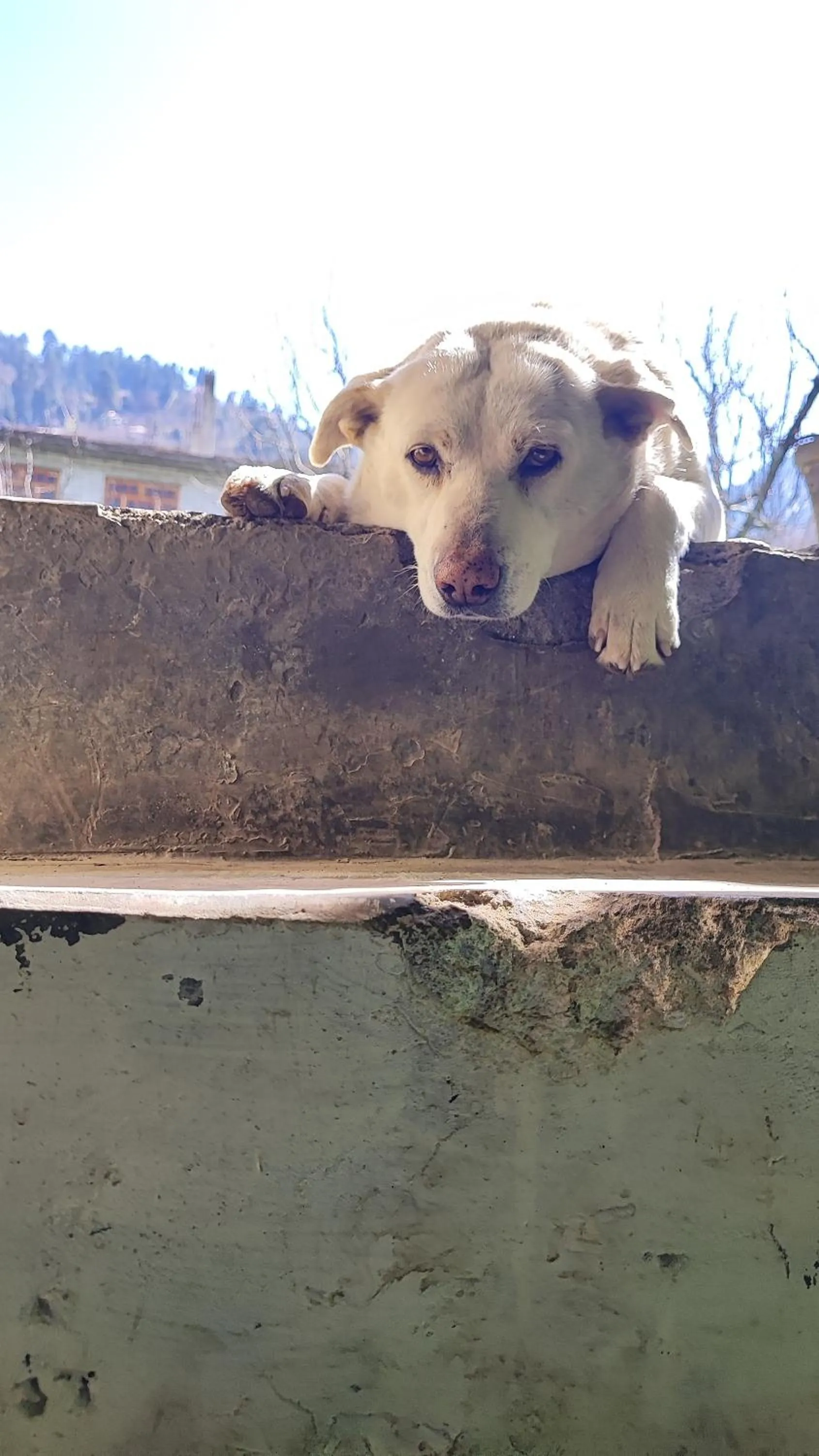 Pets in indian backpackers hostel