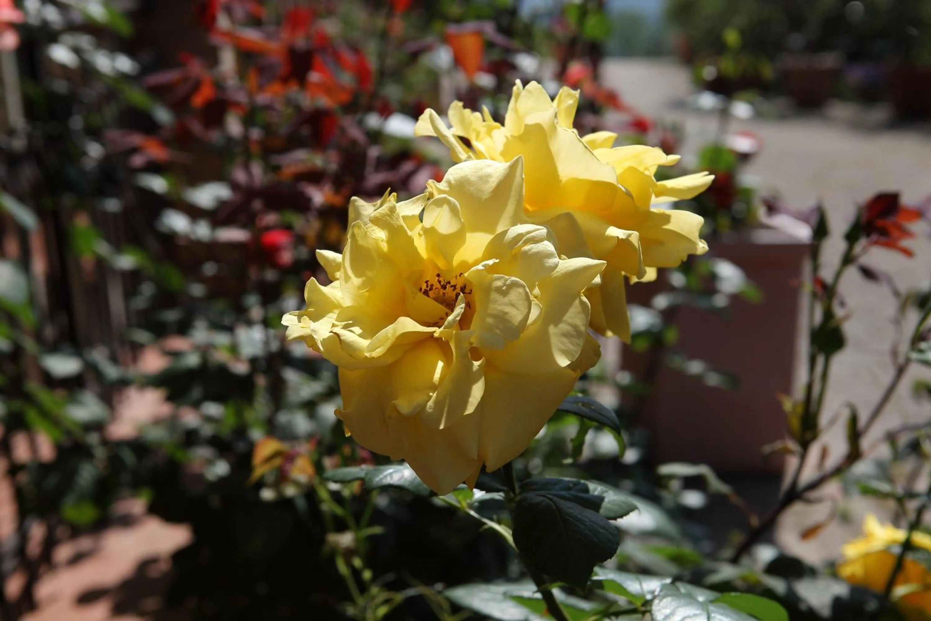 Garden in Hotel Le Renaie