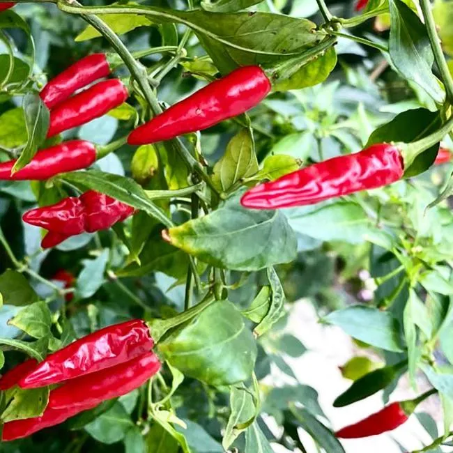 Property building in WhiteShisa