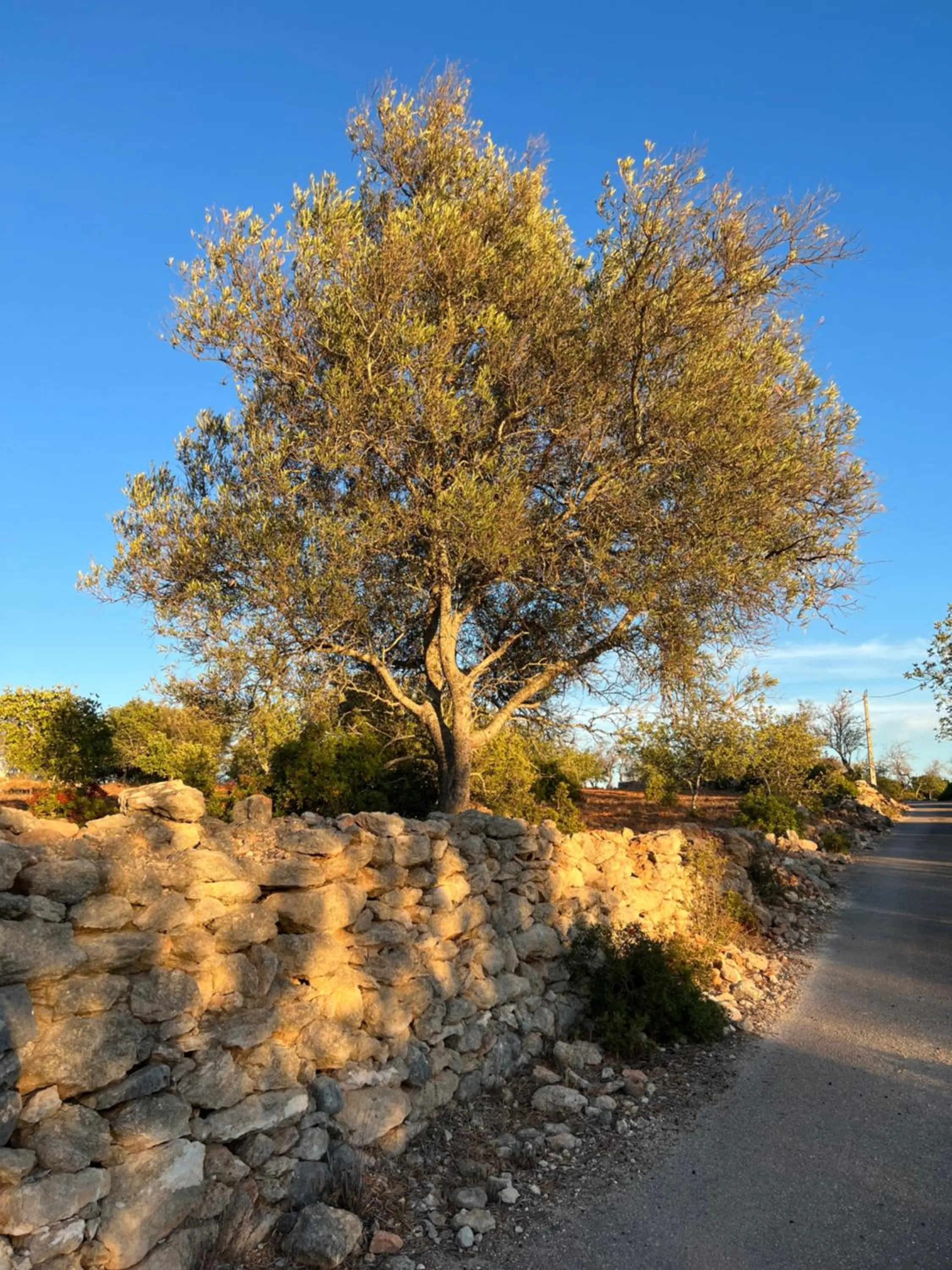 Quiet street view in Villa Tranberg Suites
