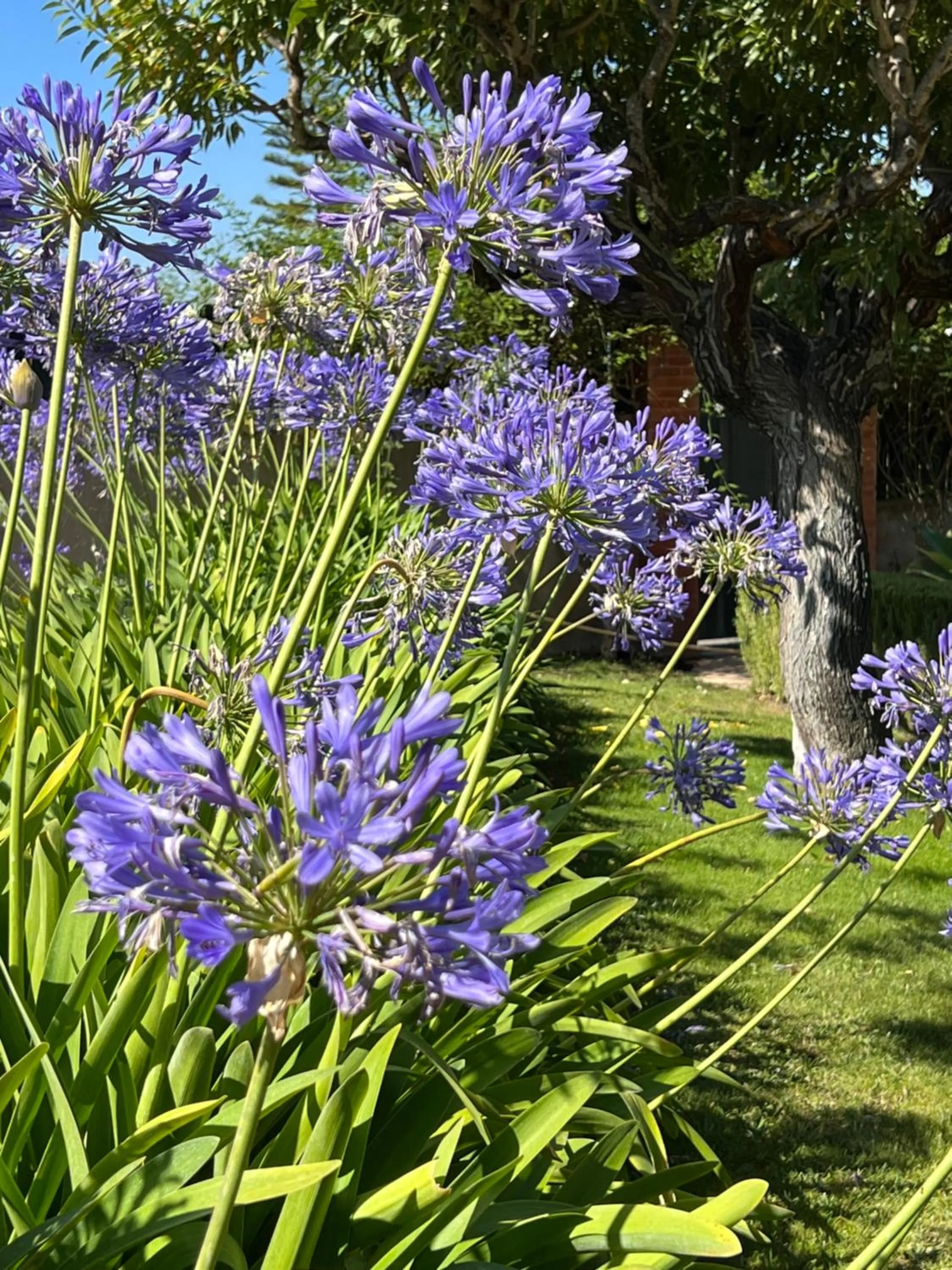 Garden in Villa Tranberg Suites