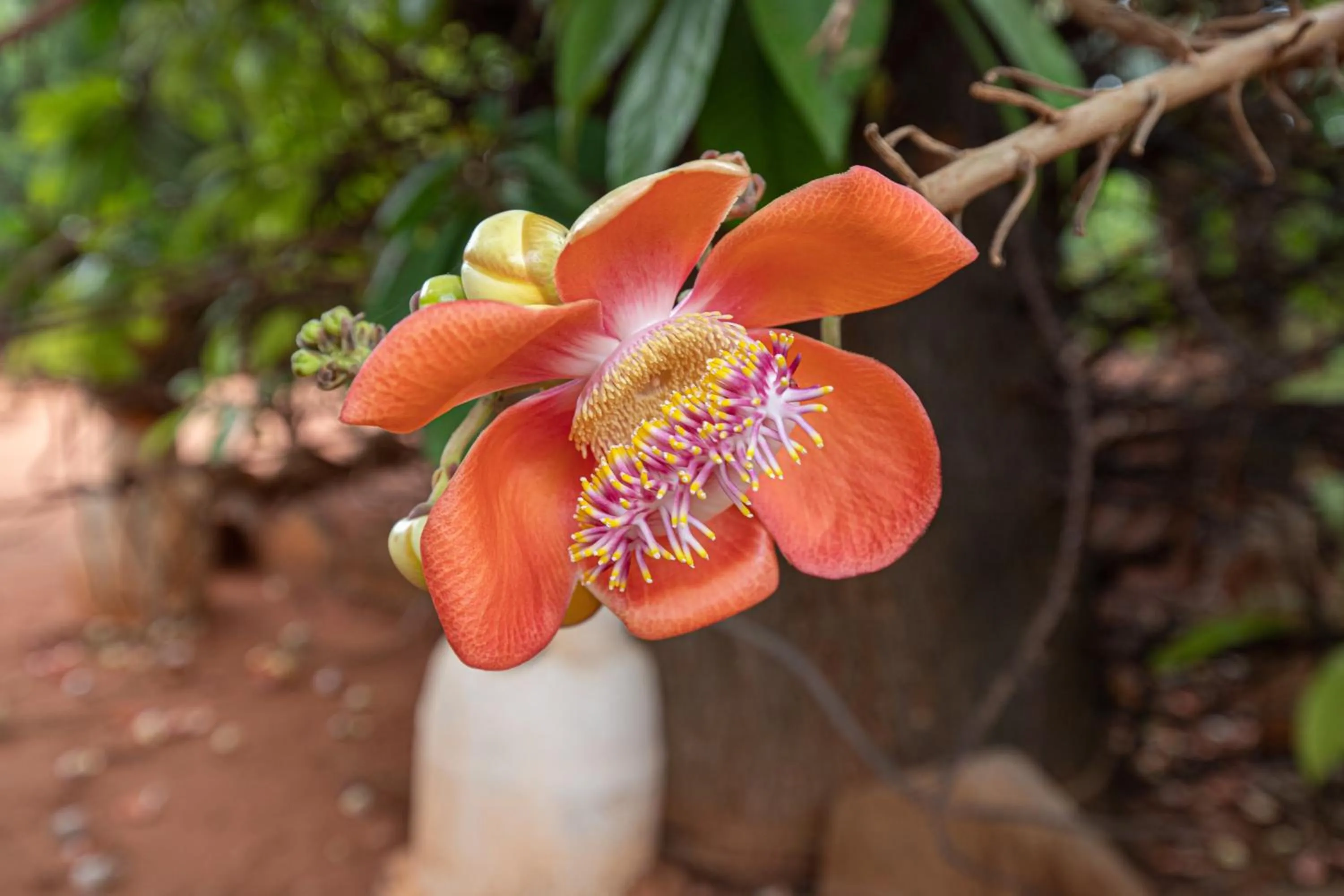 Garden in The Croft Resort - Premium Farm Stay