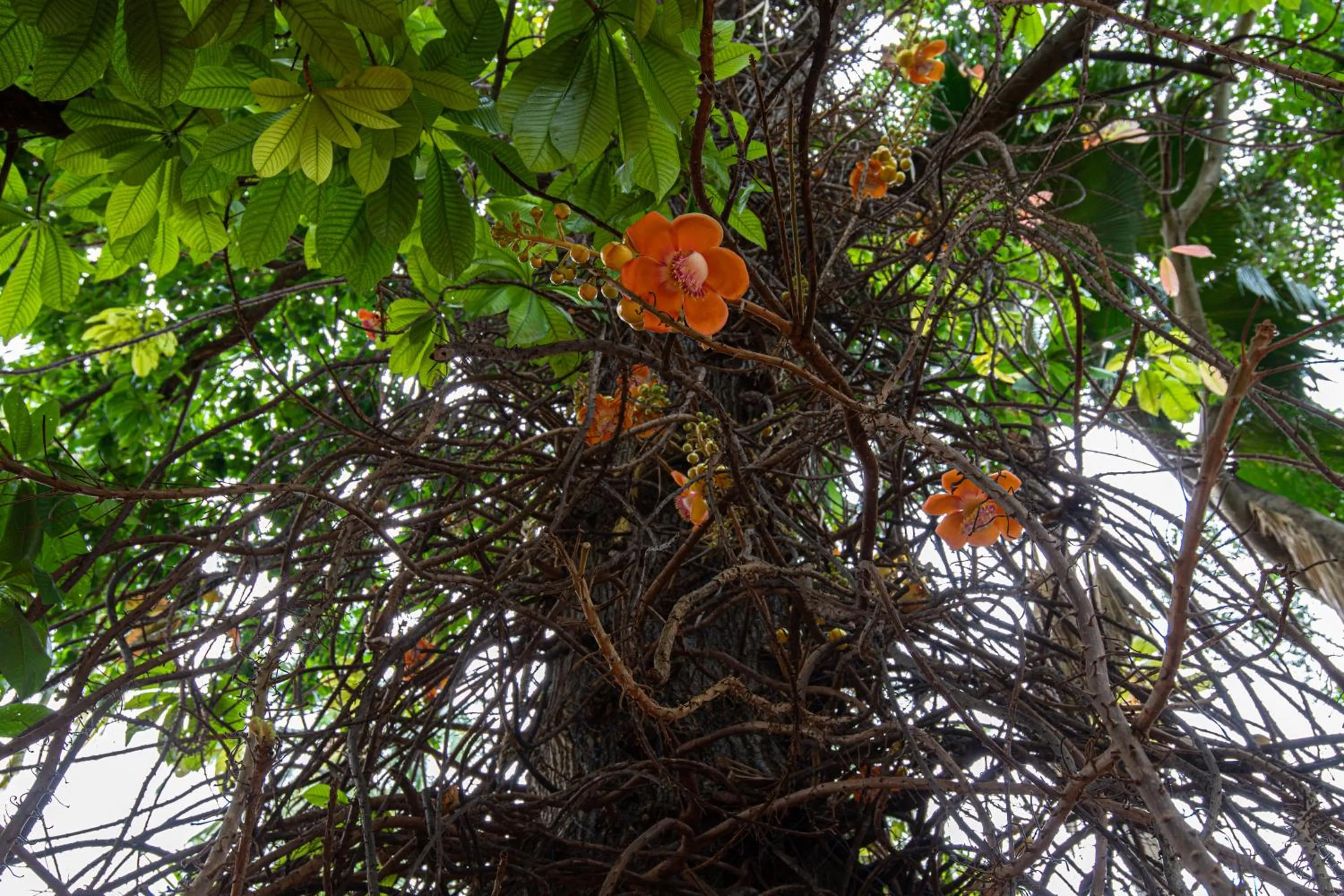 Natural landscape in The Croft Resort - Premium Farm Stay