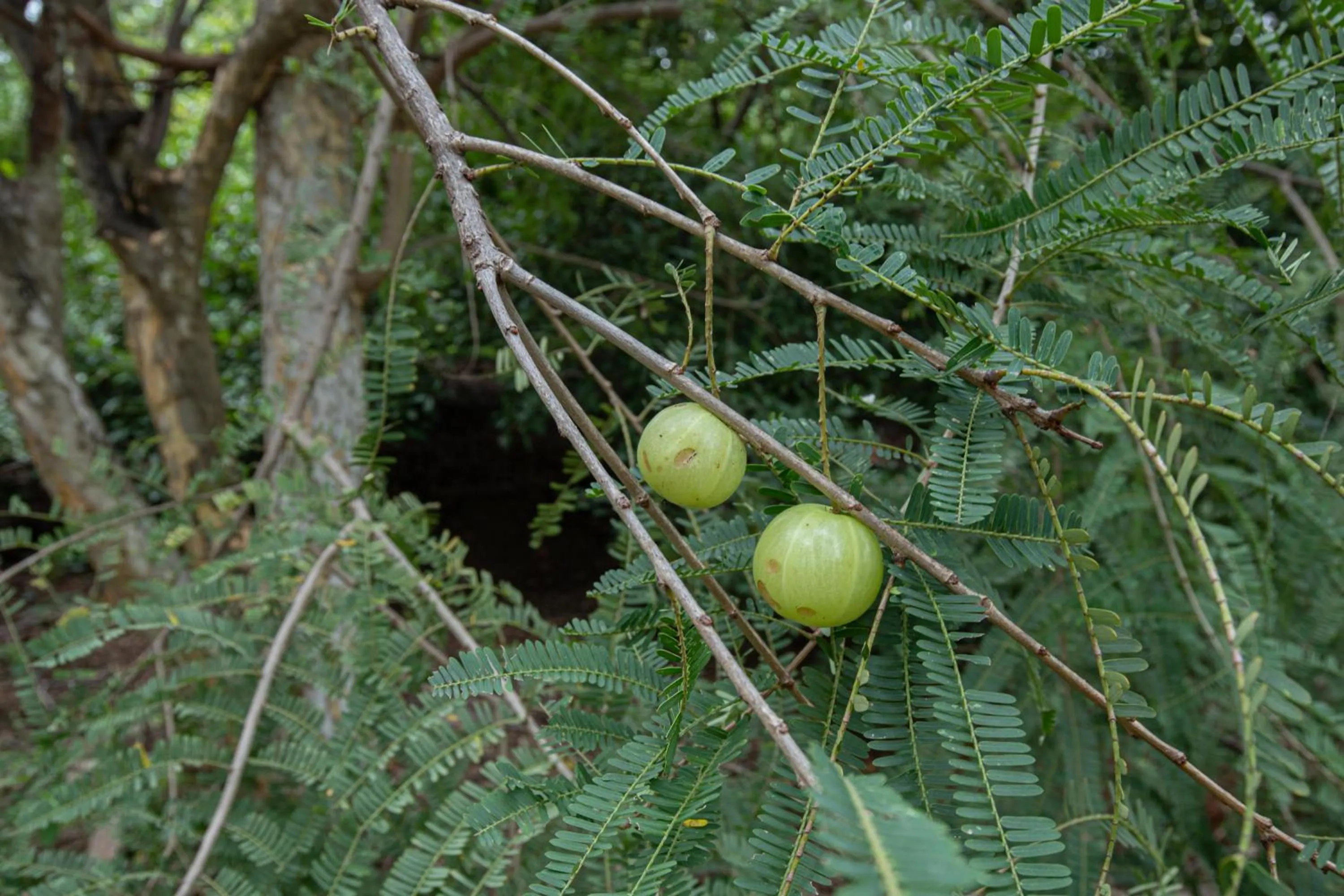 Garden in The Croft Resort - Premium Farm Stay