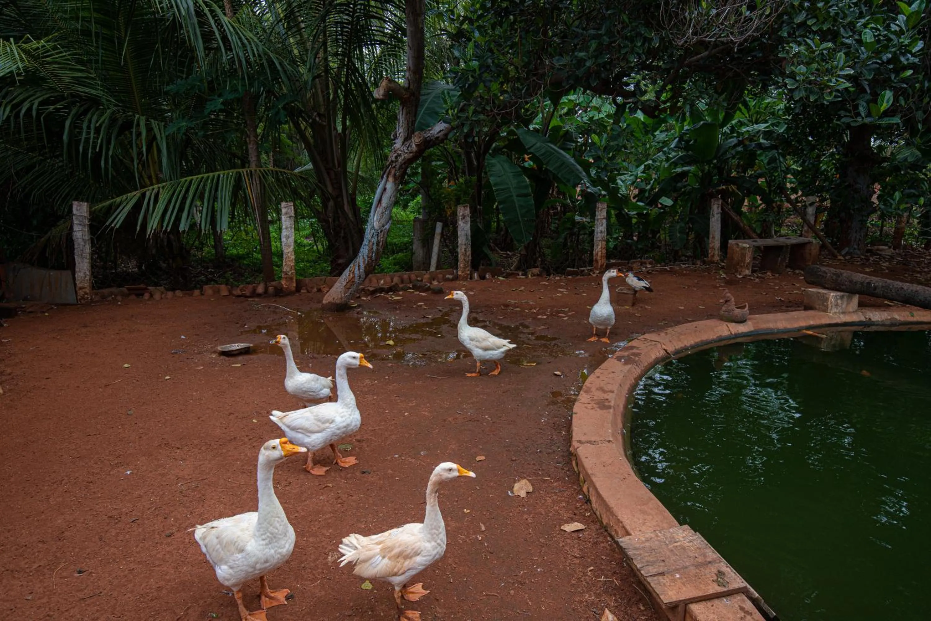 Animals in The Croft Resort - Premium Farm Stay