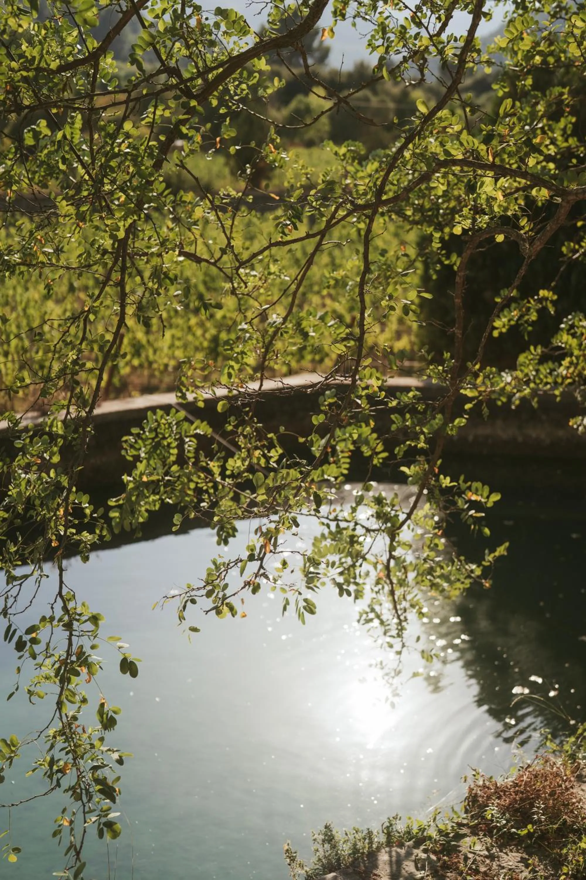 Rondaia, a Winery & Fincahotel-Agroturismo in Tramuntana