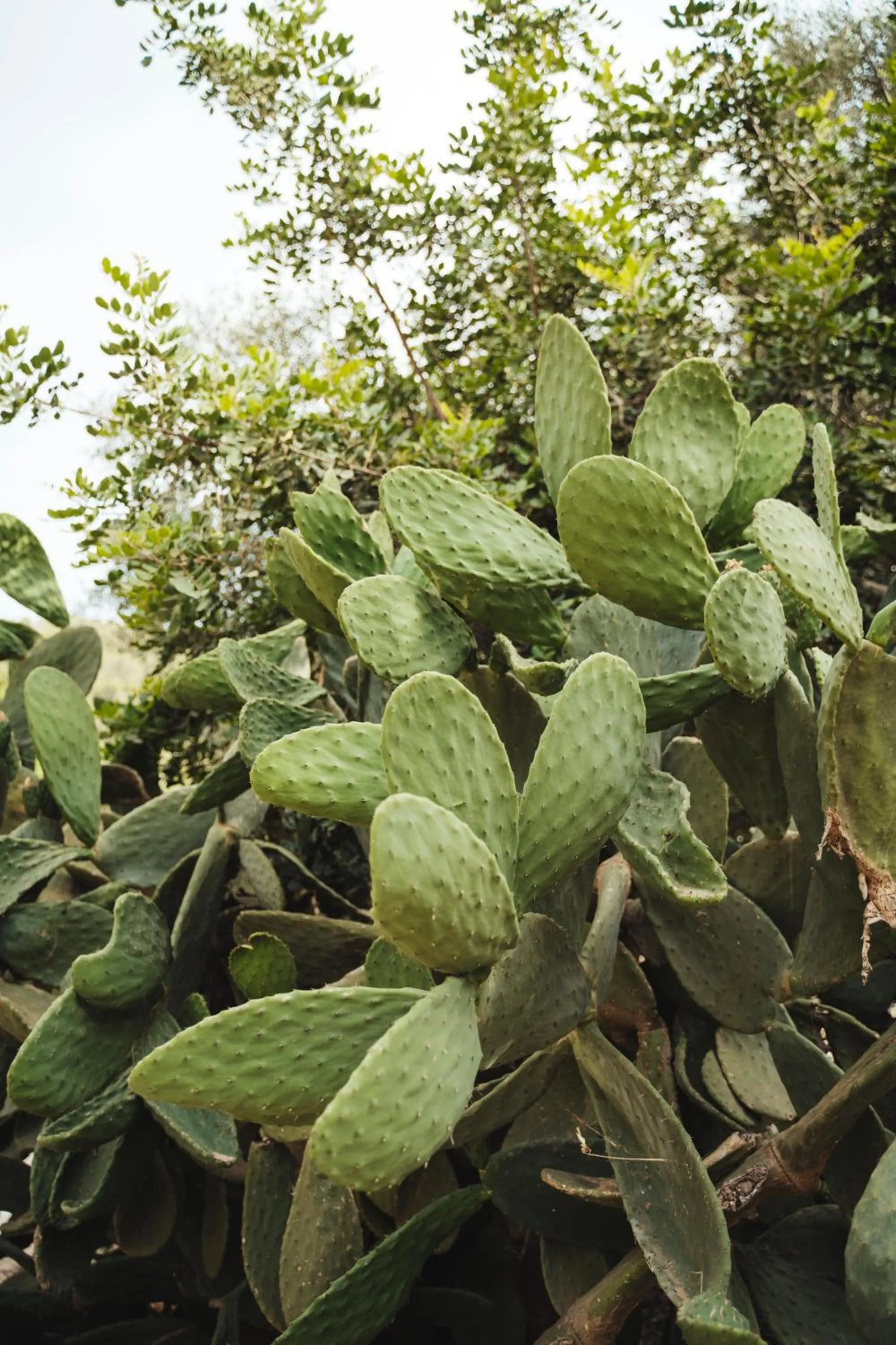 Rondaia, a Winery & Fincahotel-Agroturismo in Tramuntana
