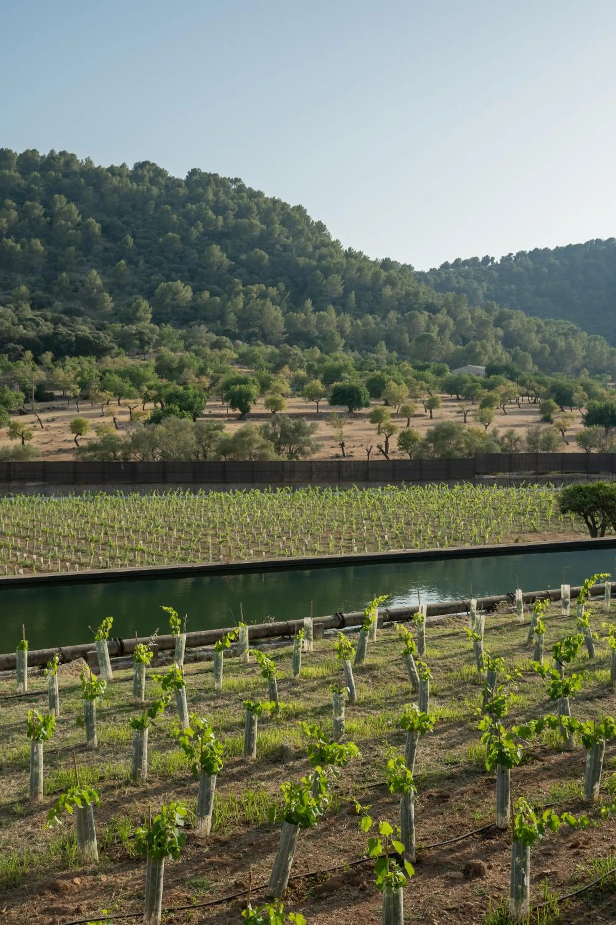 Rondaia, a Winery & Fincahotel-Agroturismo in Tramuntana