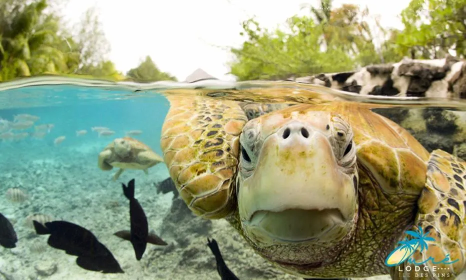 Oure Lodge Beach Resort