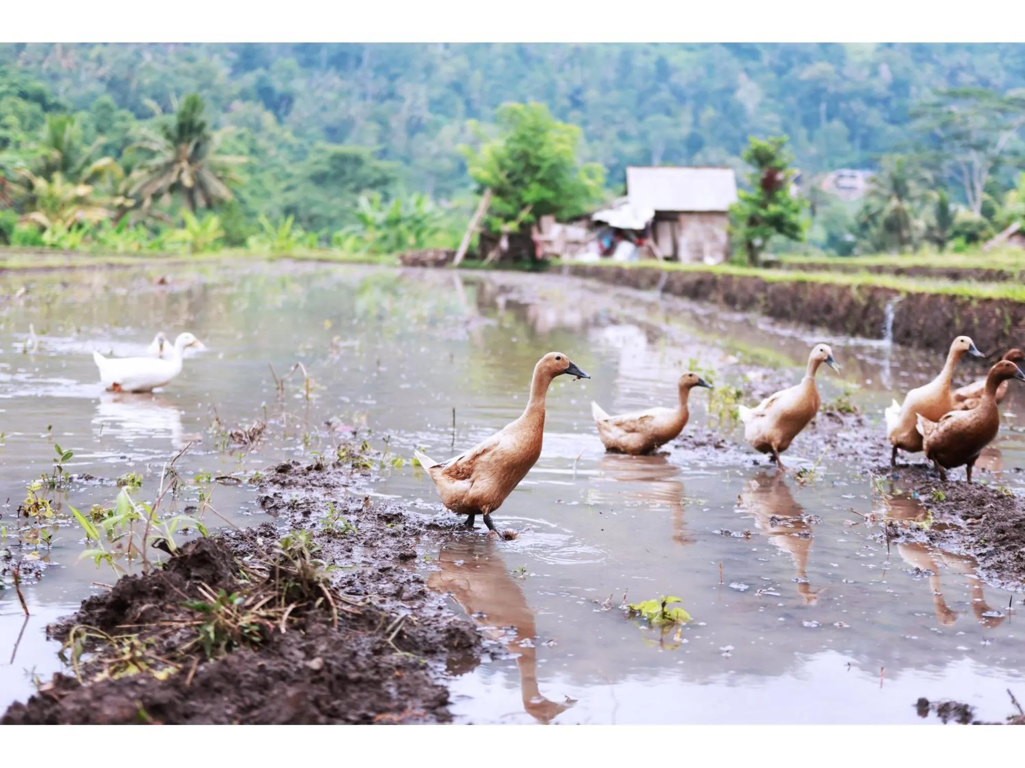 Natural landscape in Gongwi Cottages Sidemen