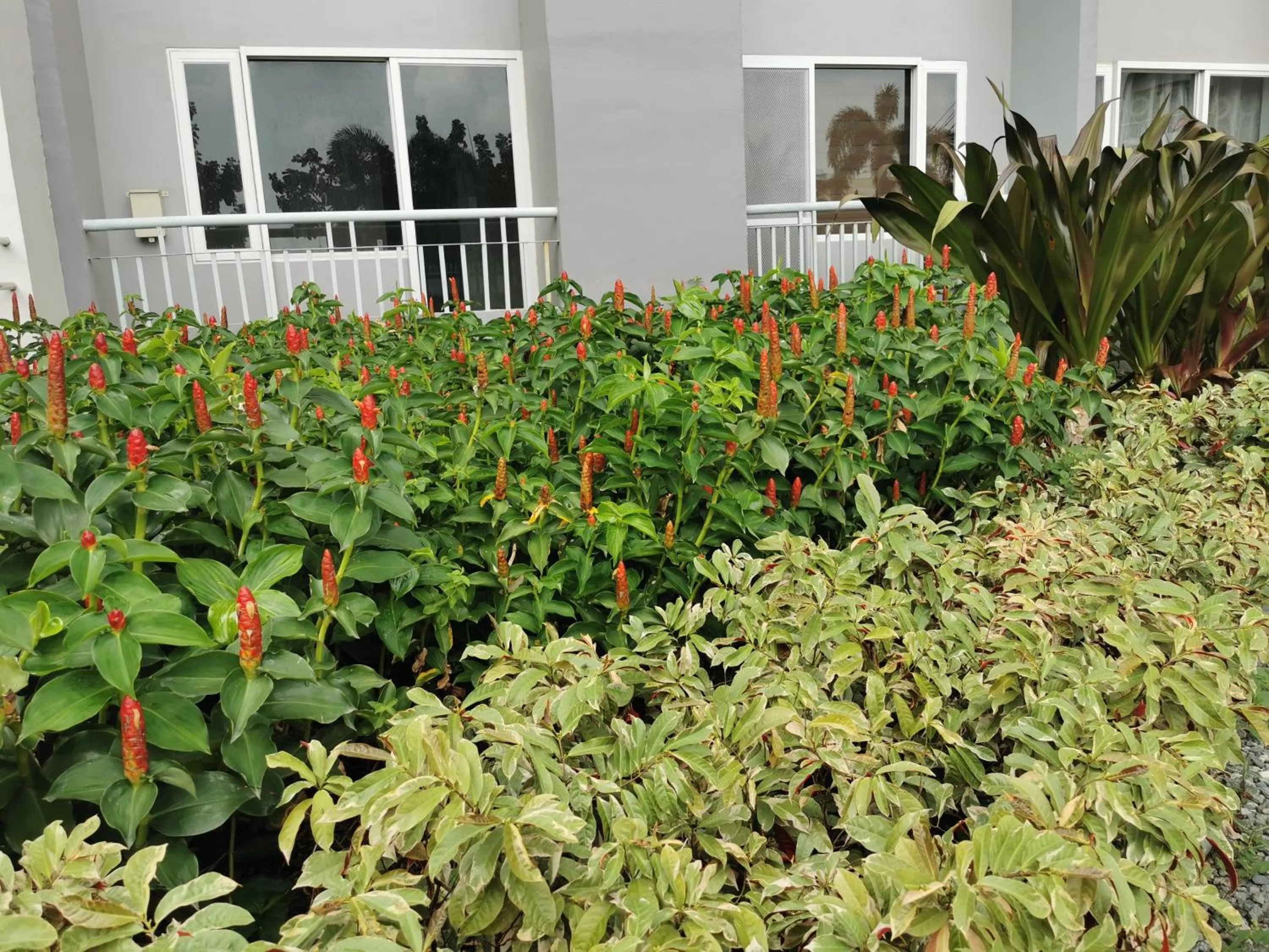 Garden in Apad@graceresidences nr BGC