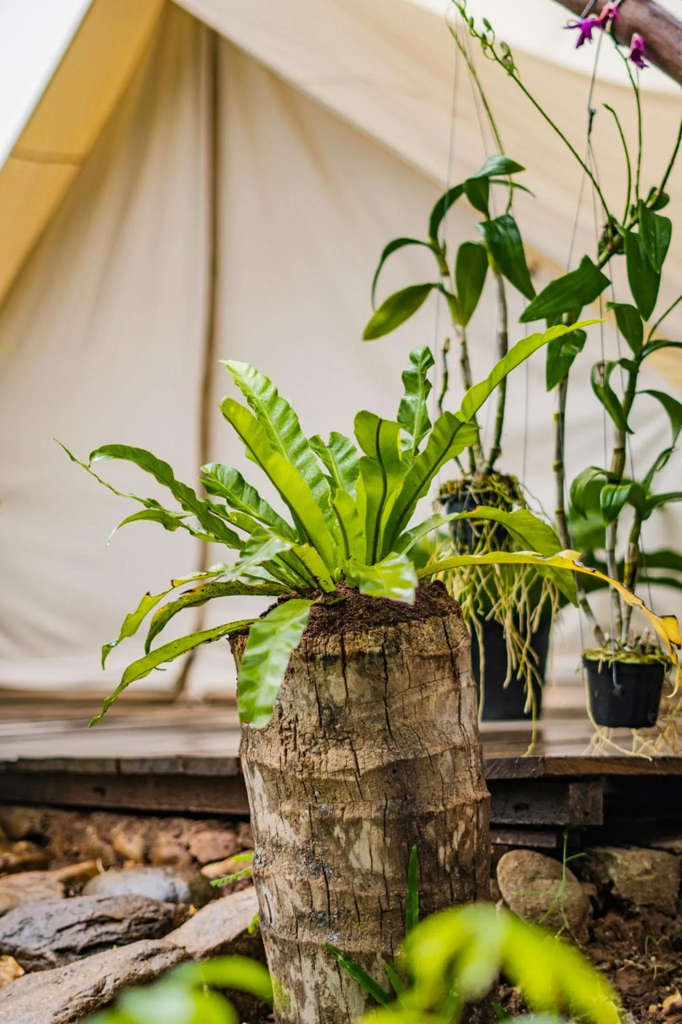 Day in Green Valley Veal Pouch