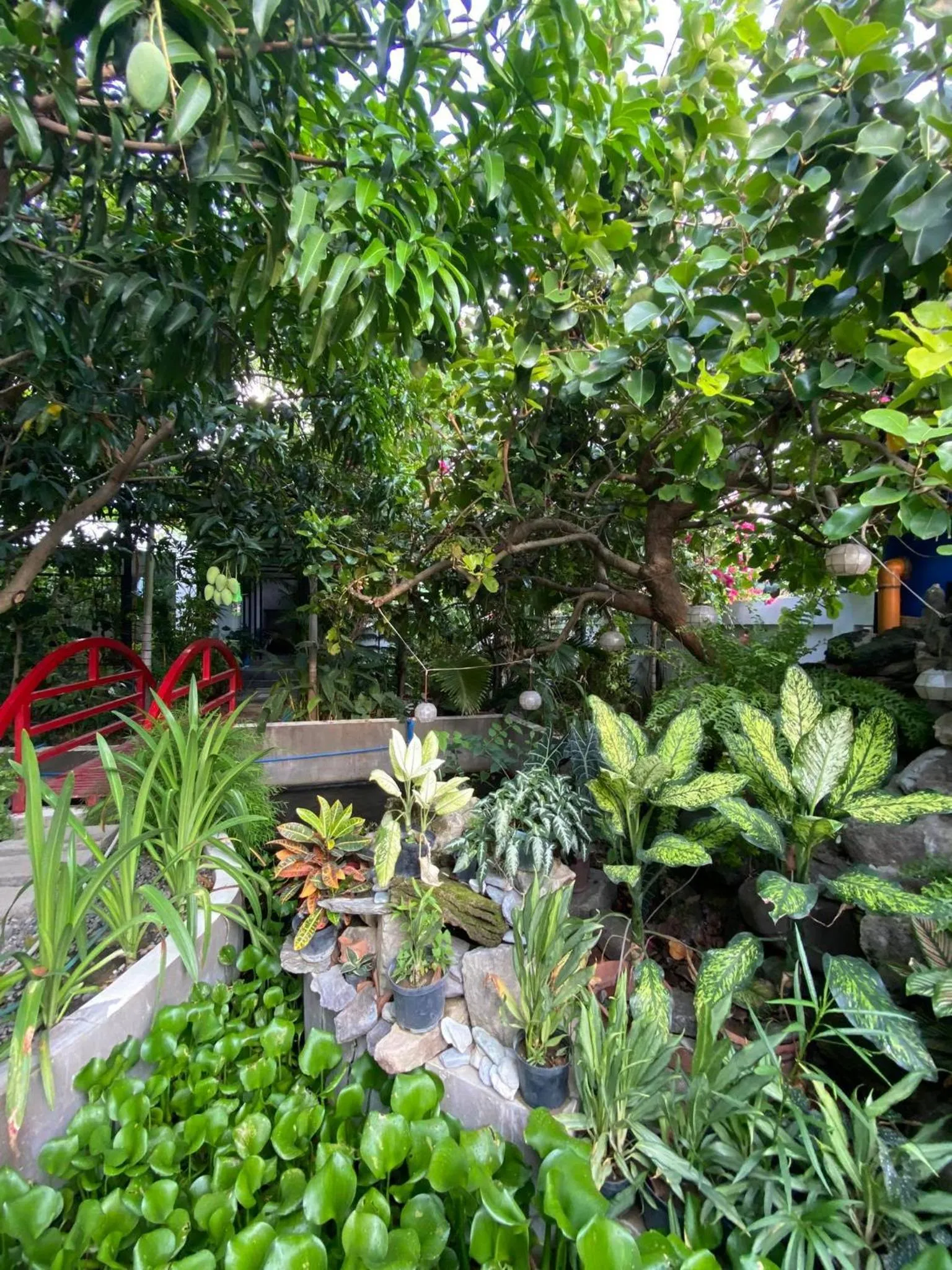 Garden in Casa Cecilia Hotel