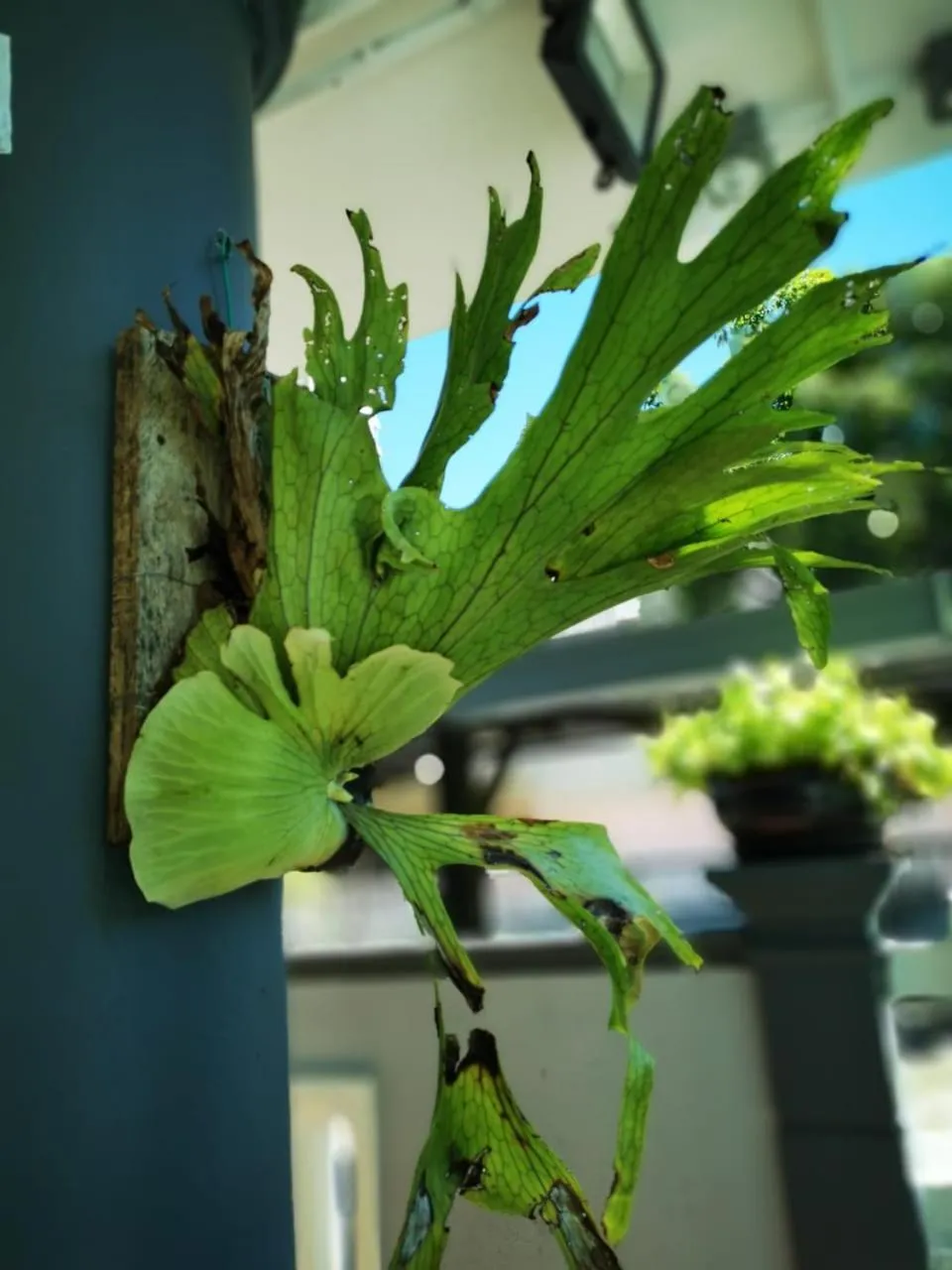 Property building in Surprised Homestay Butterworth