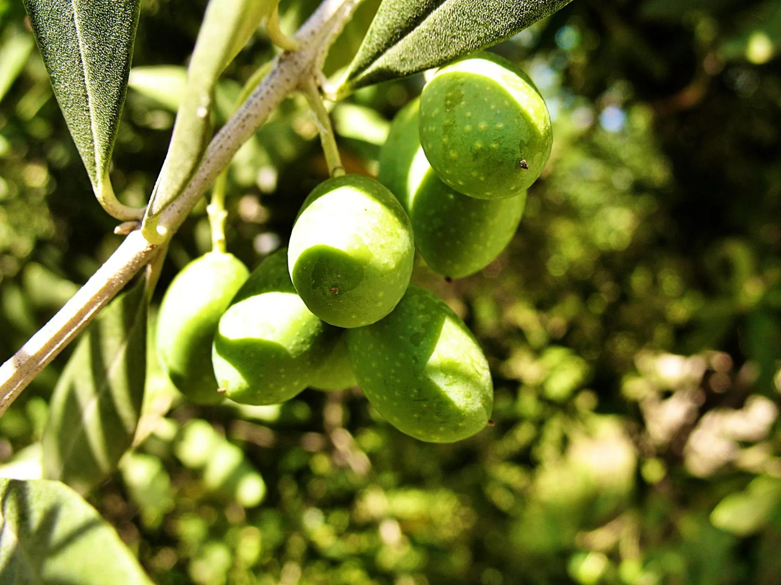 Other in Residence Bellavista