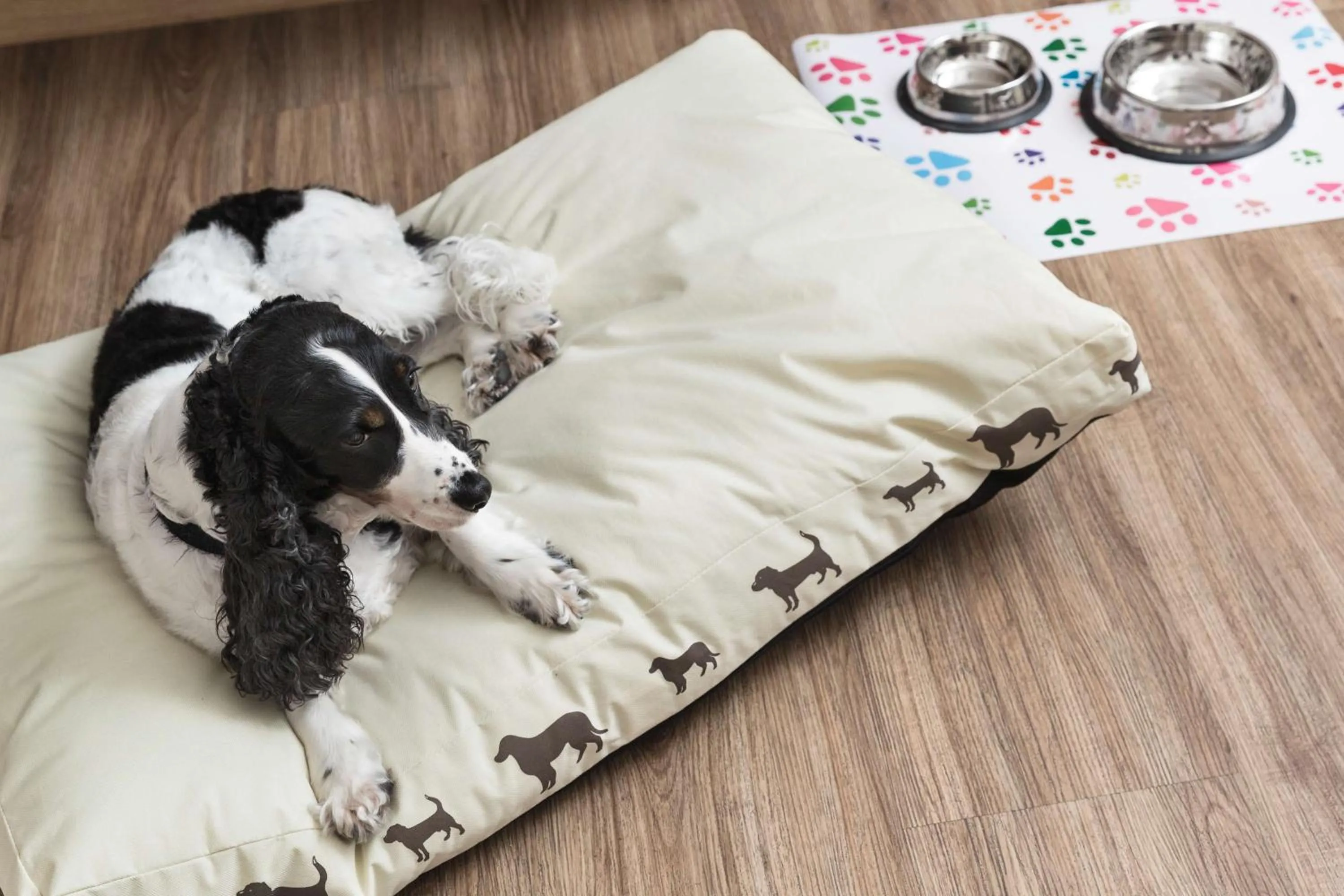 Pets in Best Western Plus Park Hotel Pordenone