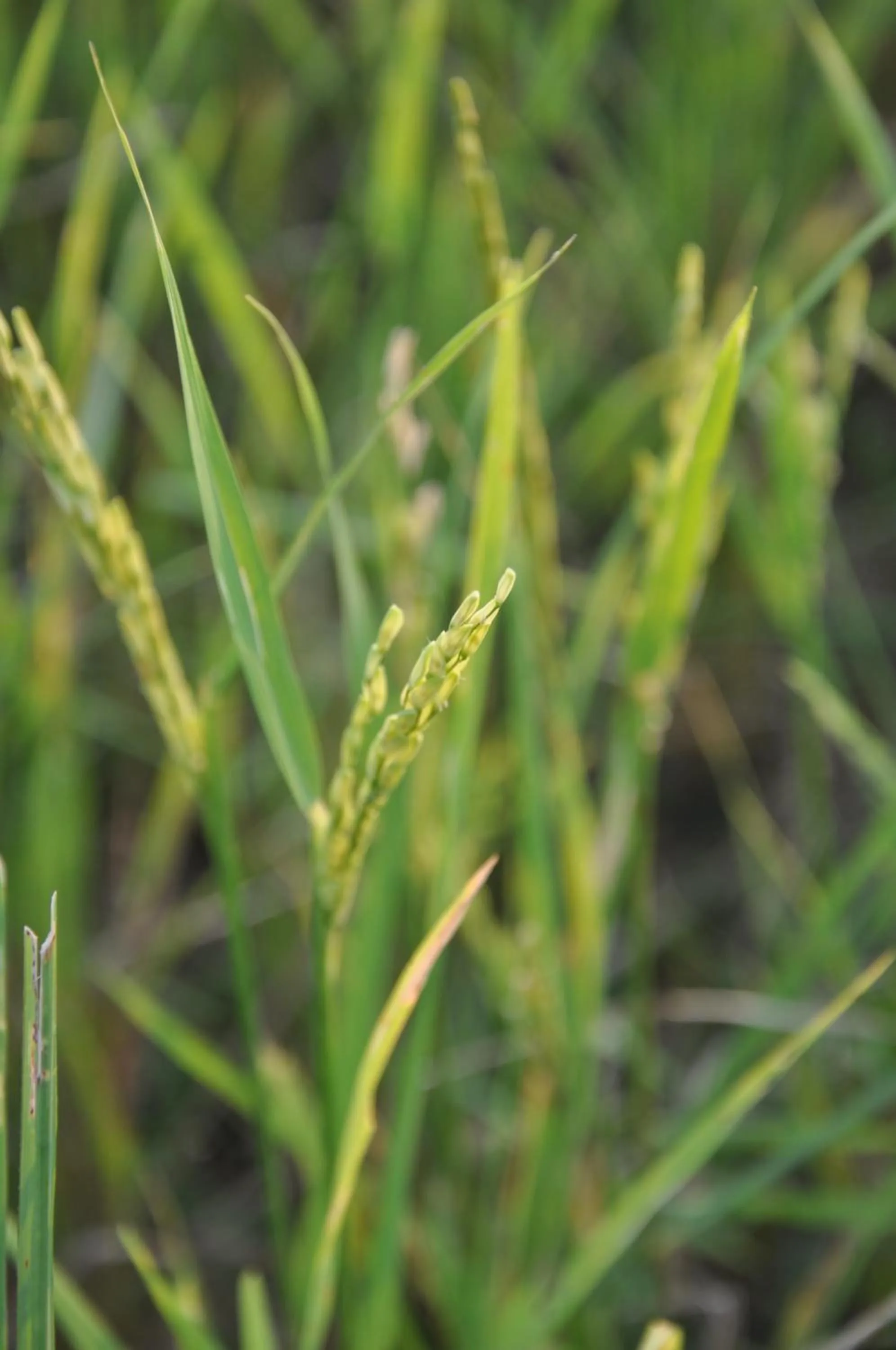 Garden in ViengTara VangVieng Resort