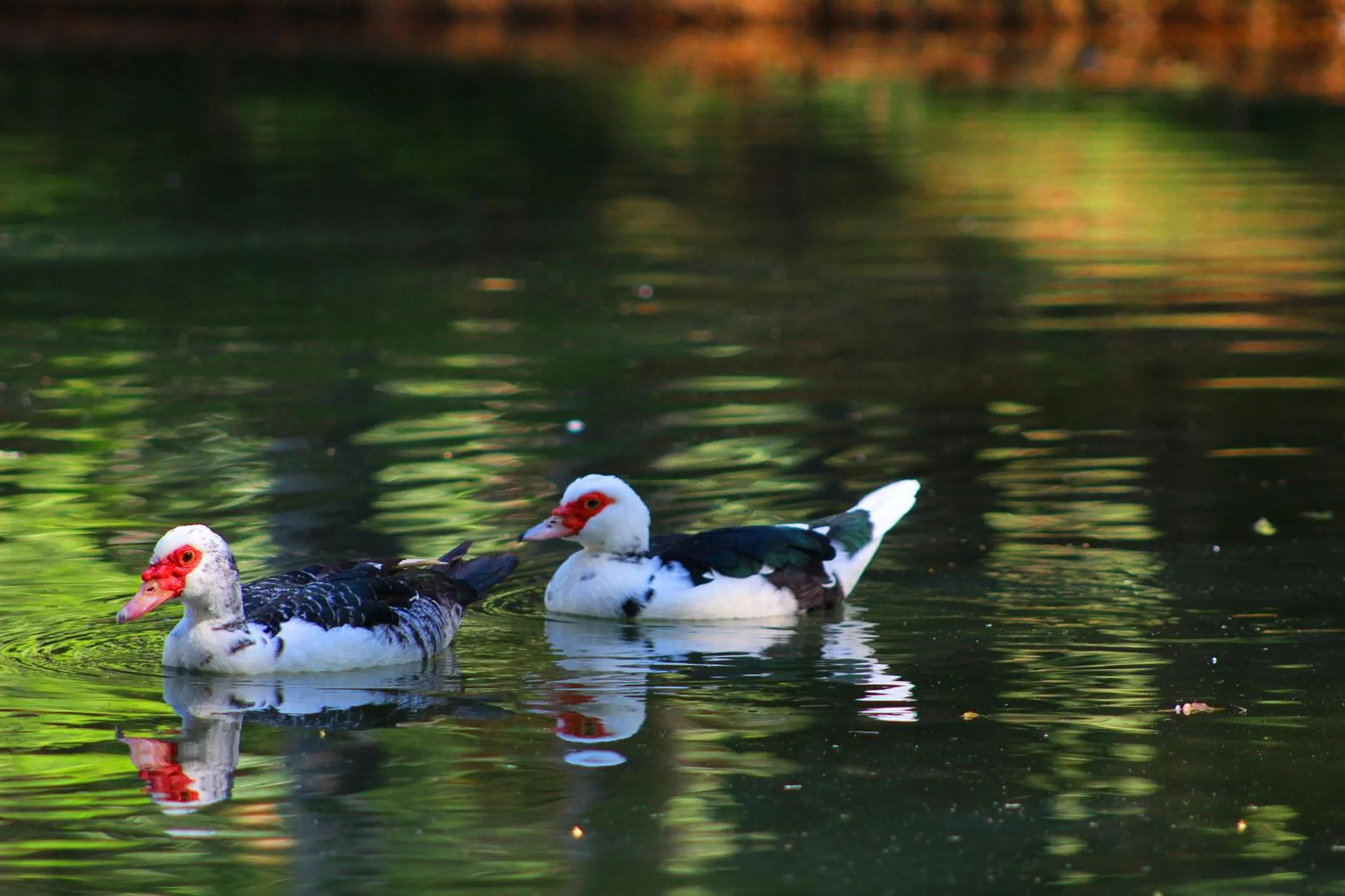 Day in Limoeiro da Concórdia Hotel Fazenda de Charme