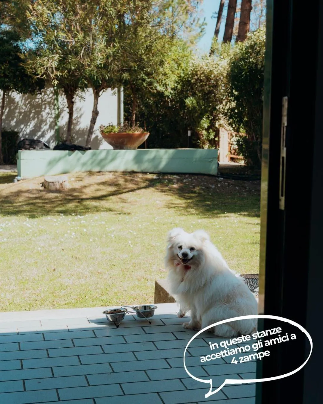 pet friendly in Hotel Acquario