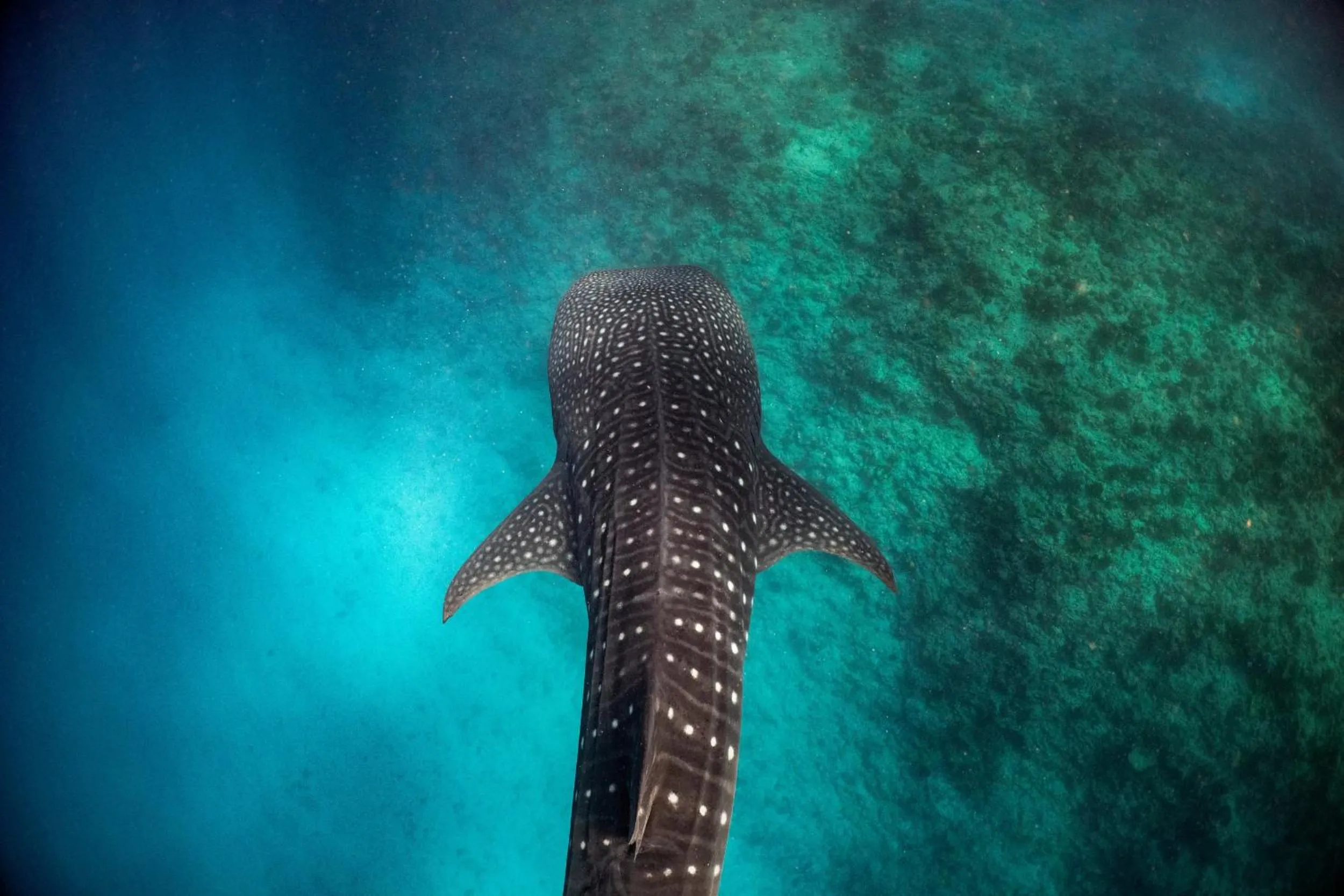 Activities in Nova Maldives