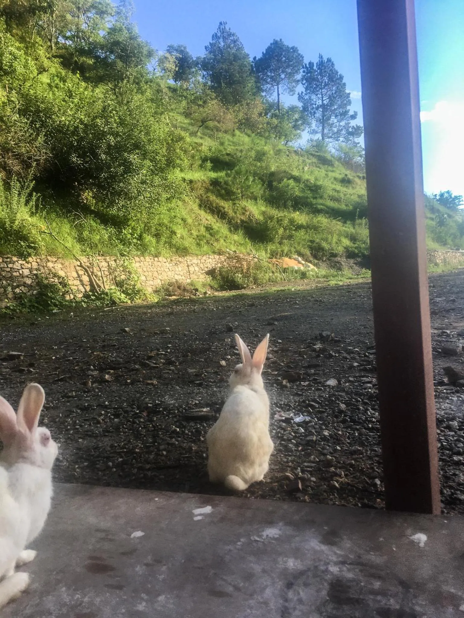 Mrig Valley Resort, Homestay & Banquet