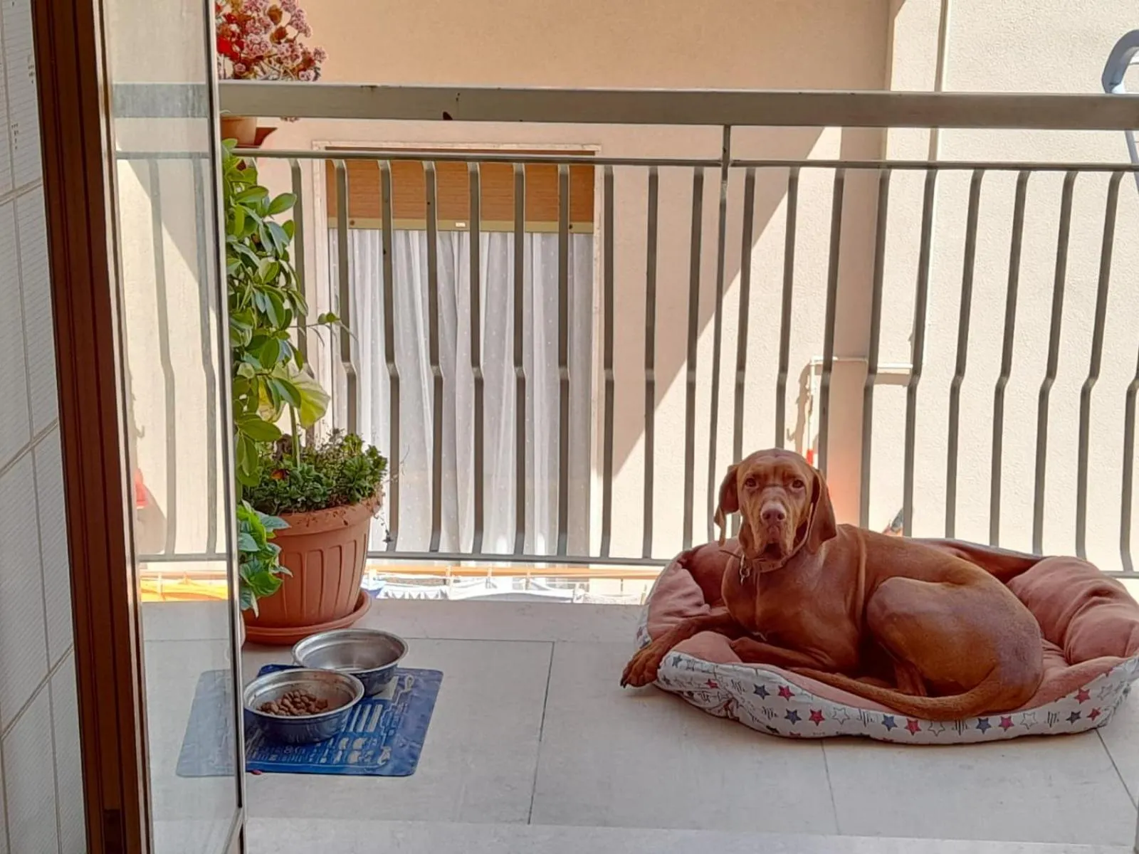 Animals in B&B familiare Arcadia Polignano