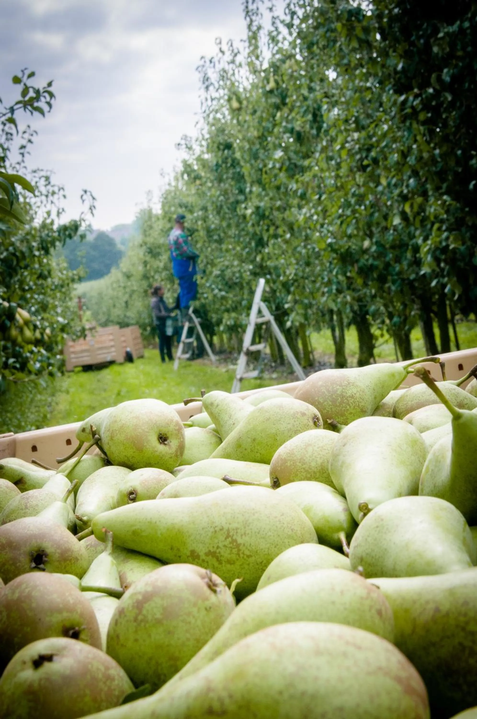 Activities in B&B De Fruithoeve