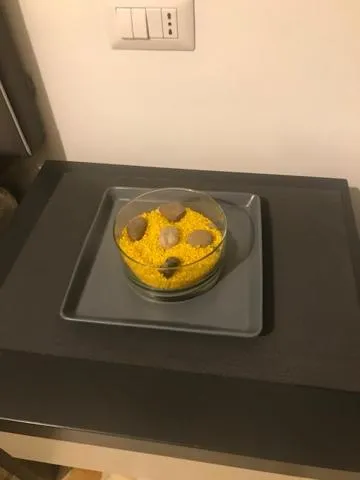 Decorative detail in Ai Senatori