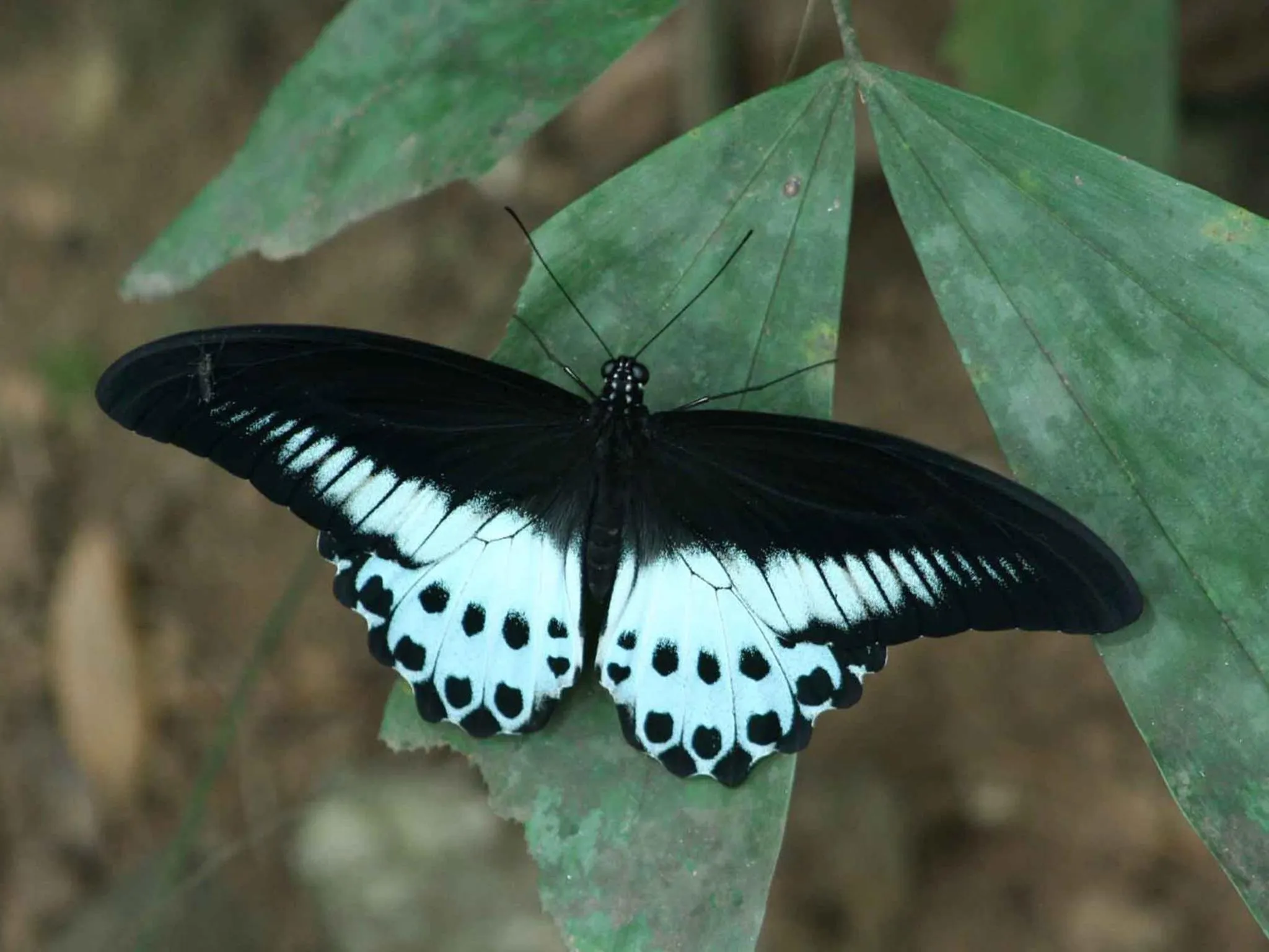 Animals in River Garden Resort