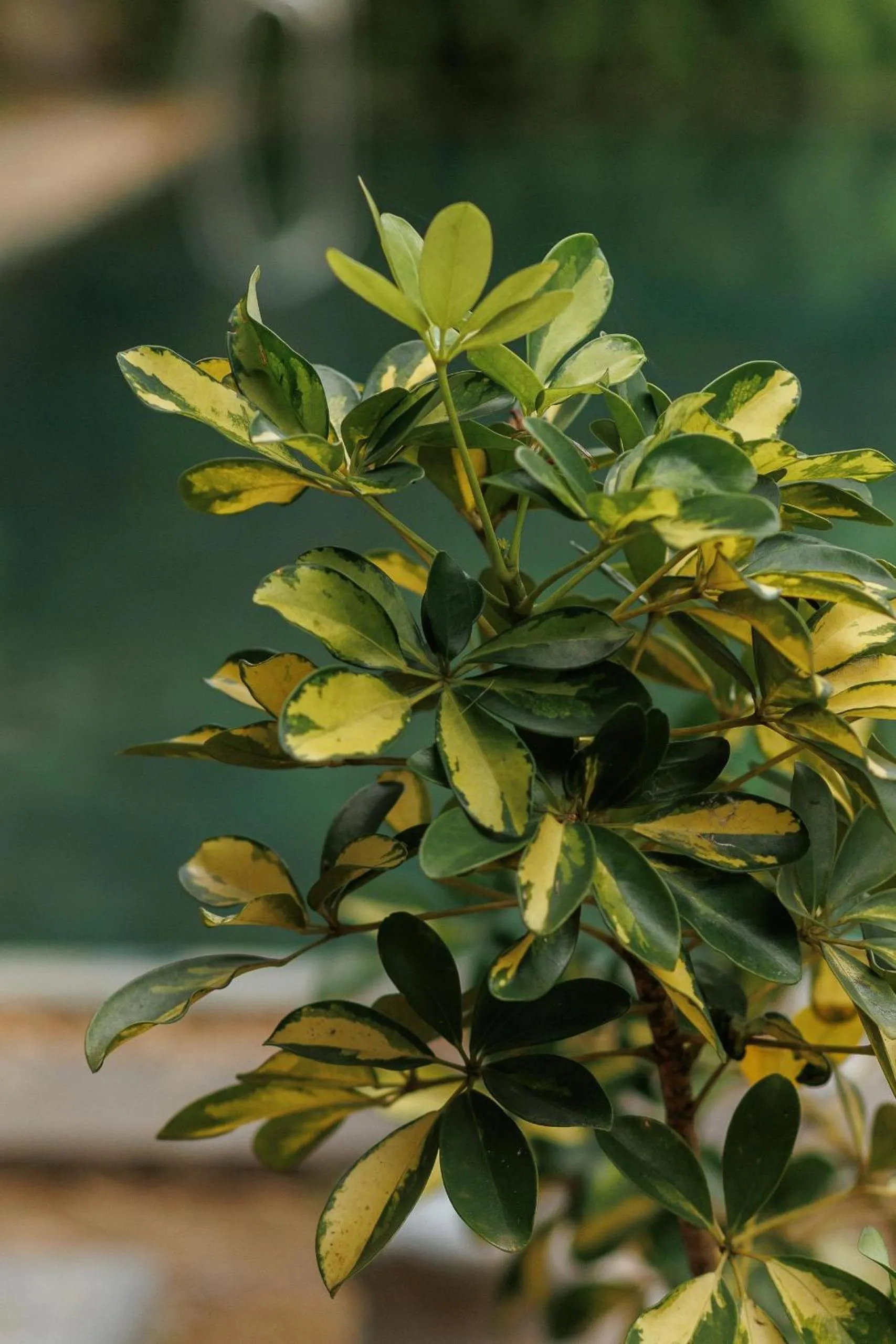 Garden in Villa White Queen Resort & Spa