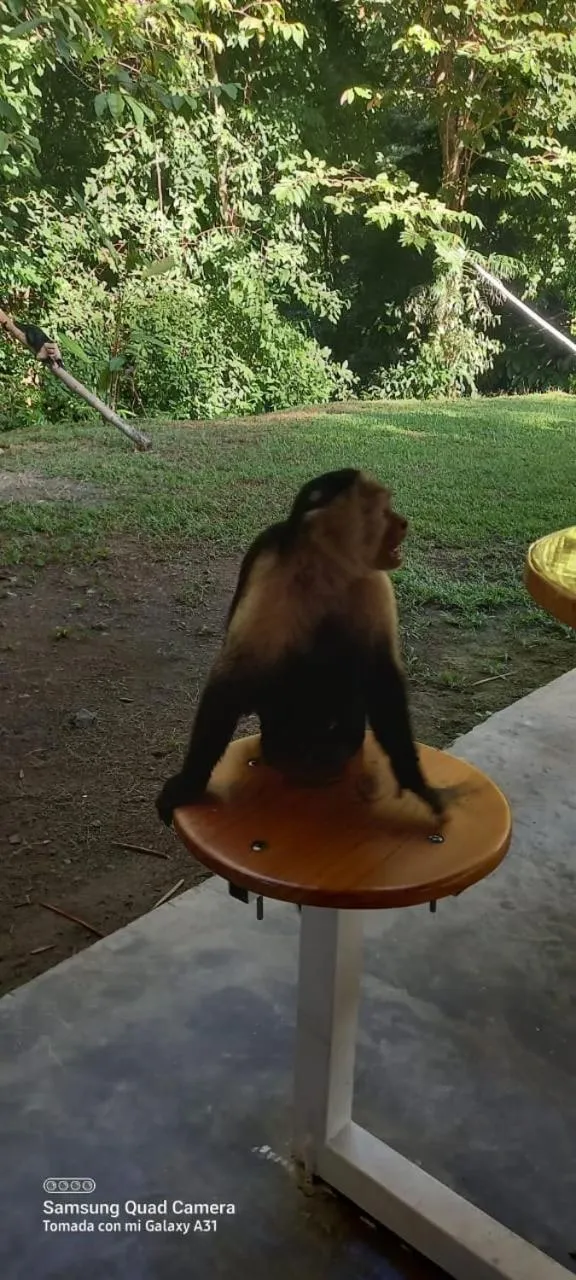 Animals in Grand Park Manuel Antonio - Adults Only