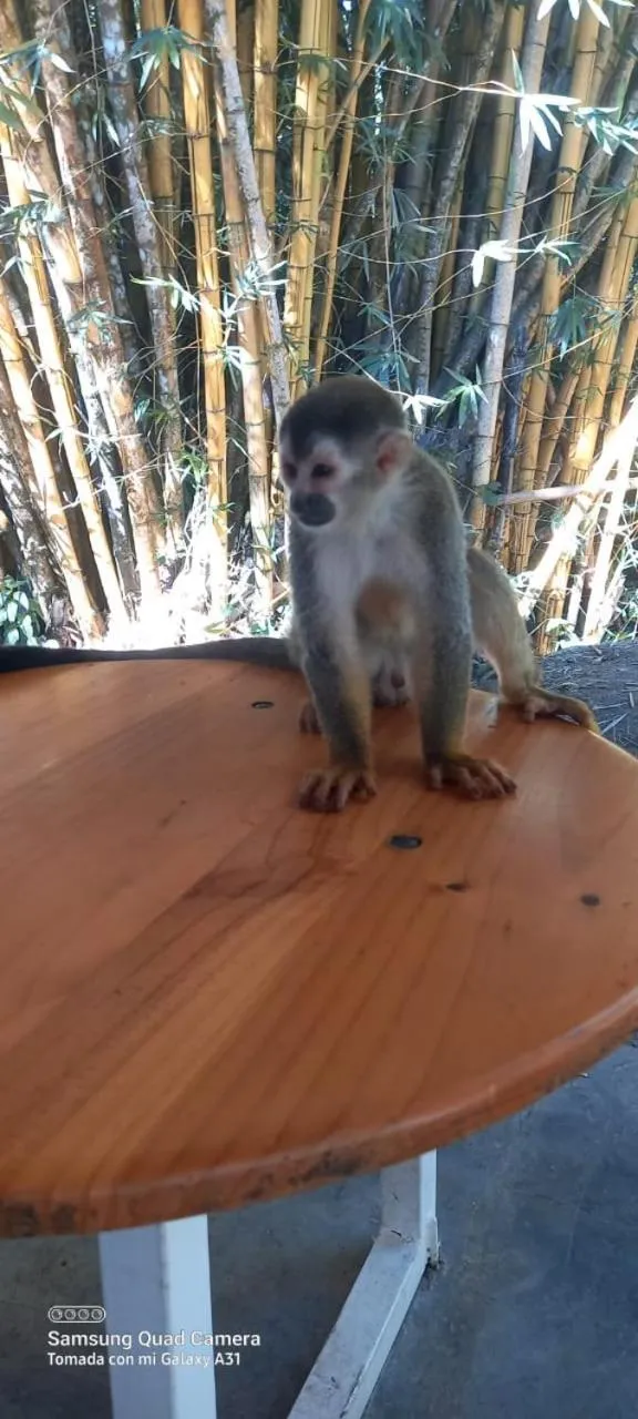 Animals in Grand Park Manuel Antonio - Adults Only