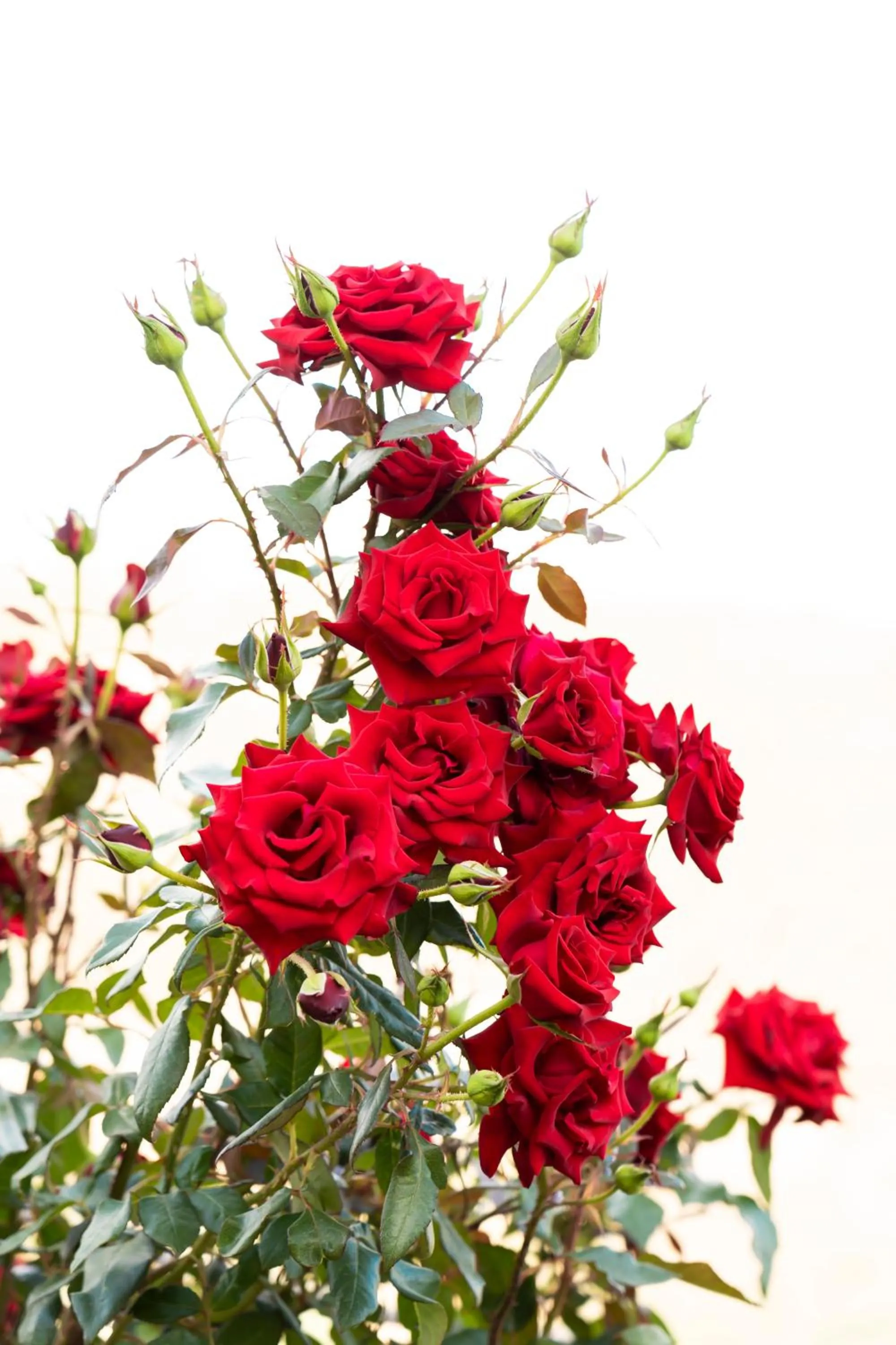 Garden in Manifest Boutique Hotel