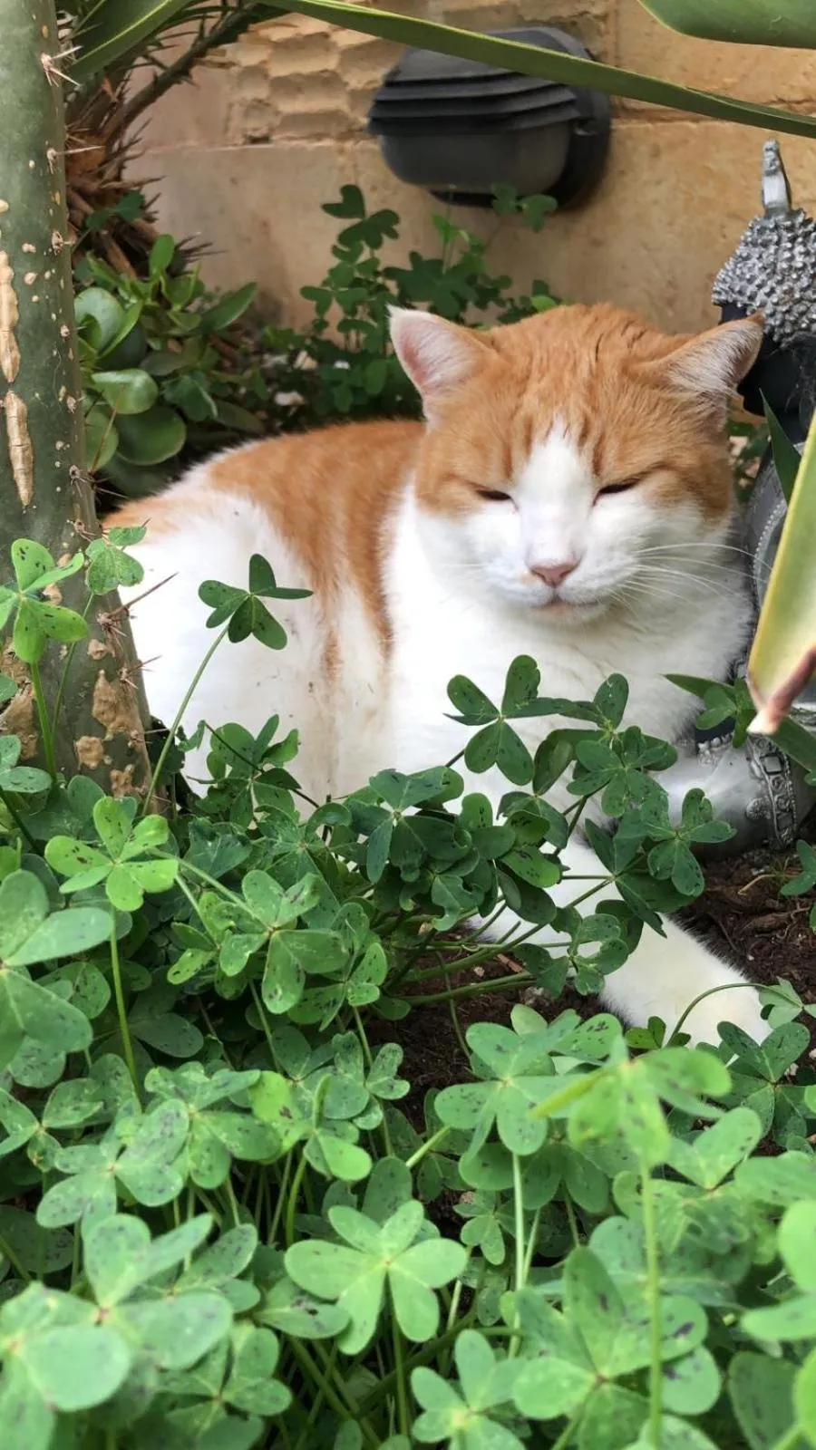 Pets in Ta’ Giljan B&B Gozo