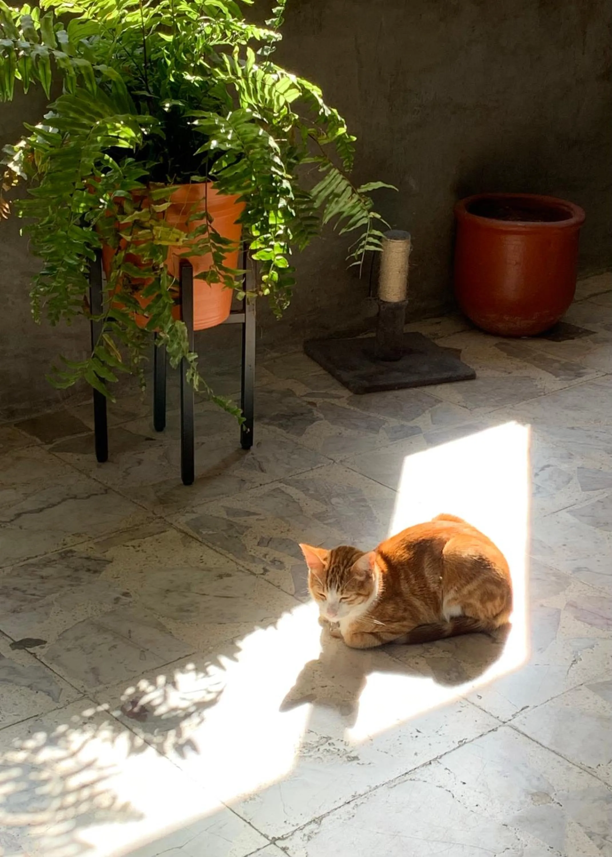 Pets in Desert Heart Hostel