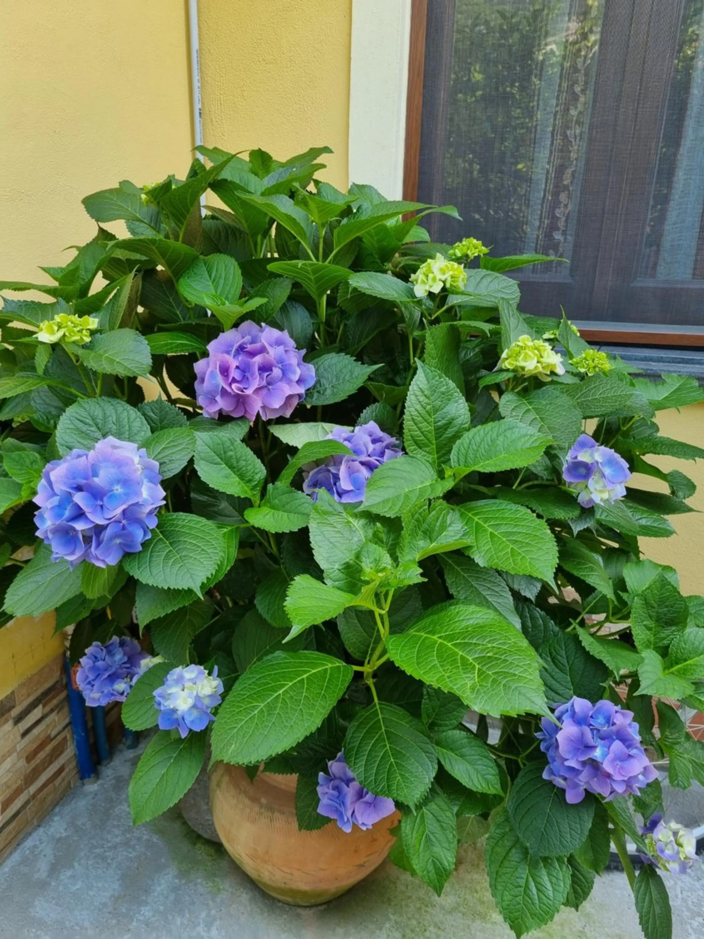 Garden in Il Ruscello