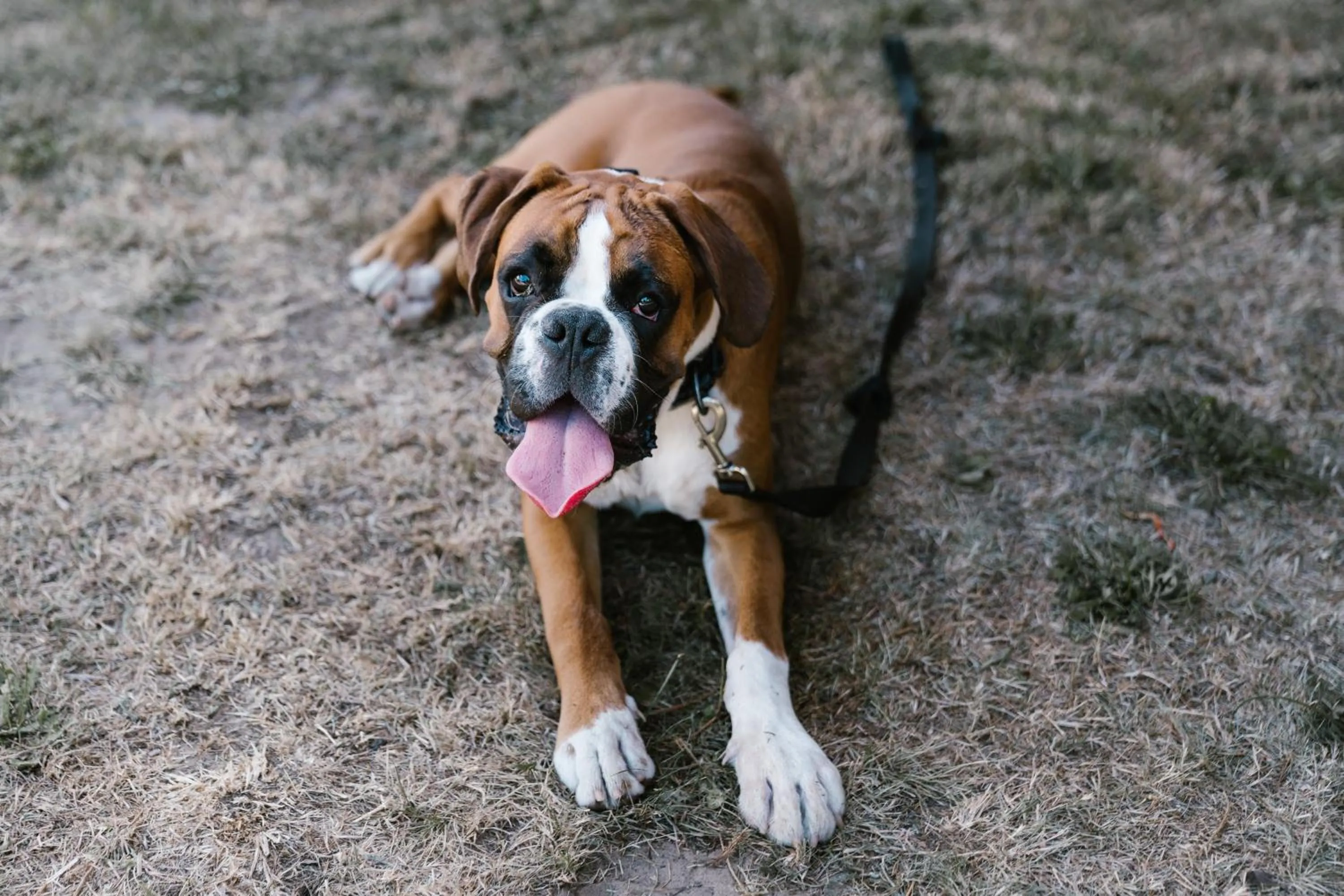 pet friendly in Villa Parkbos