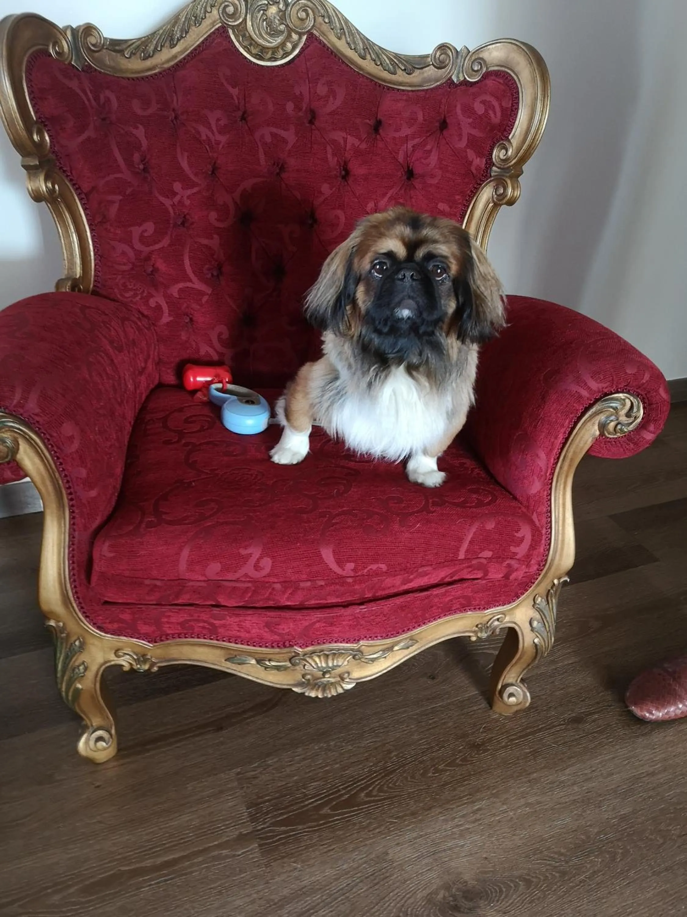 Pets in Hotel Cotto do Gatto