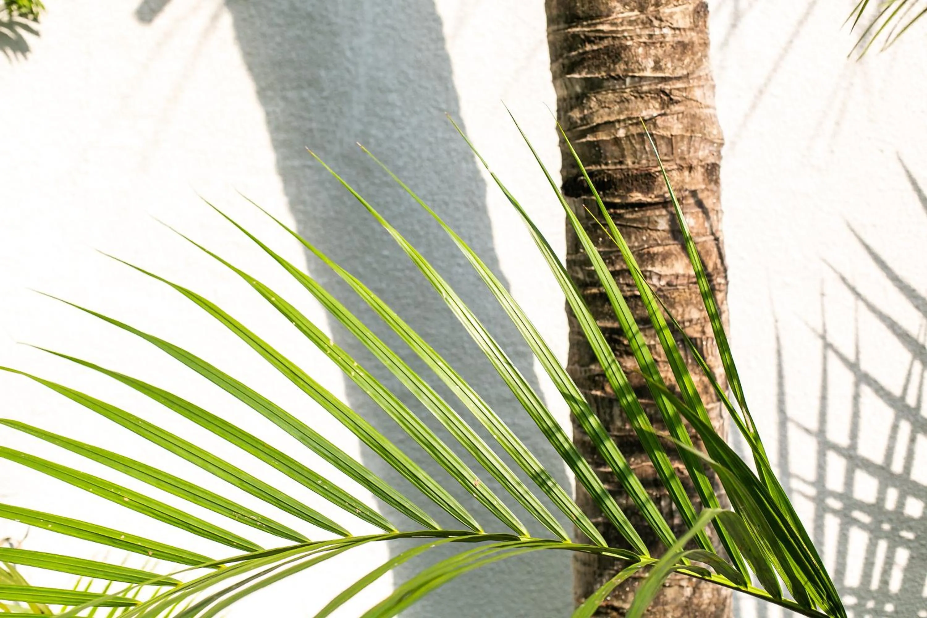Garden in Coco & Pineapple Pants Hostel