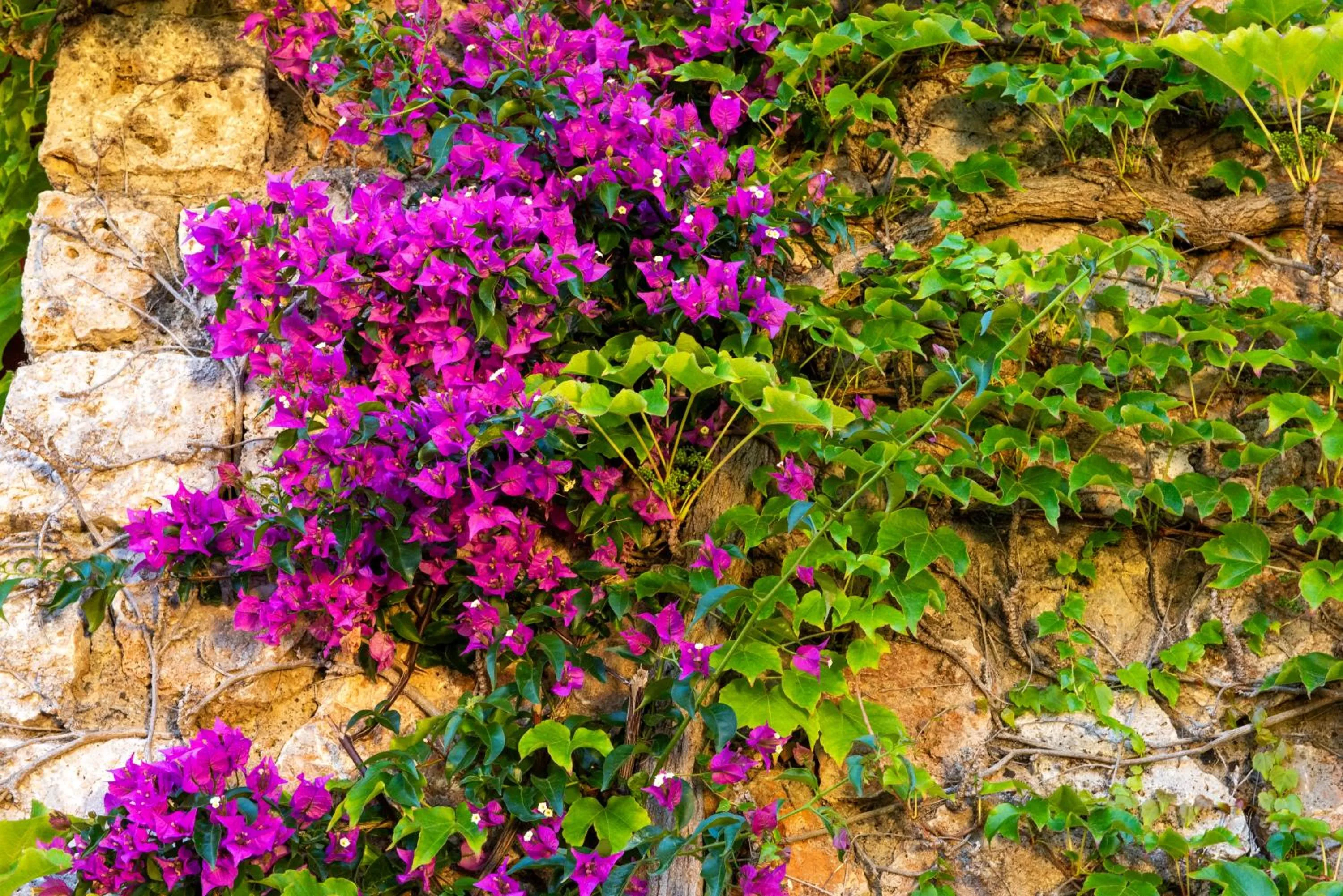 Spring in Boutique Hotel Torre Di Cala Piccola