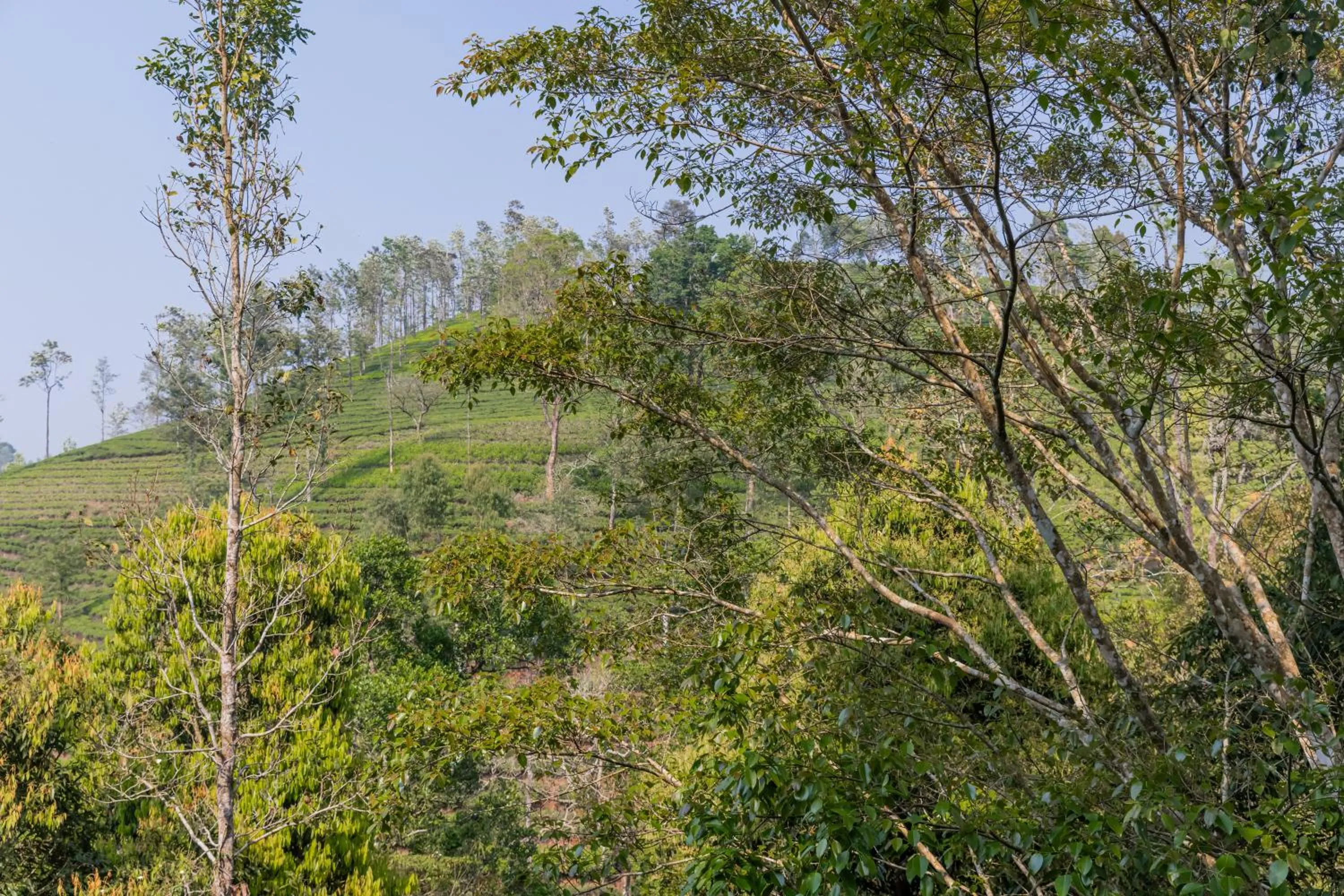 Day in Flora Vythiri Resort Wayanad