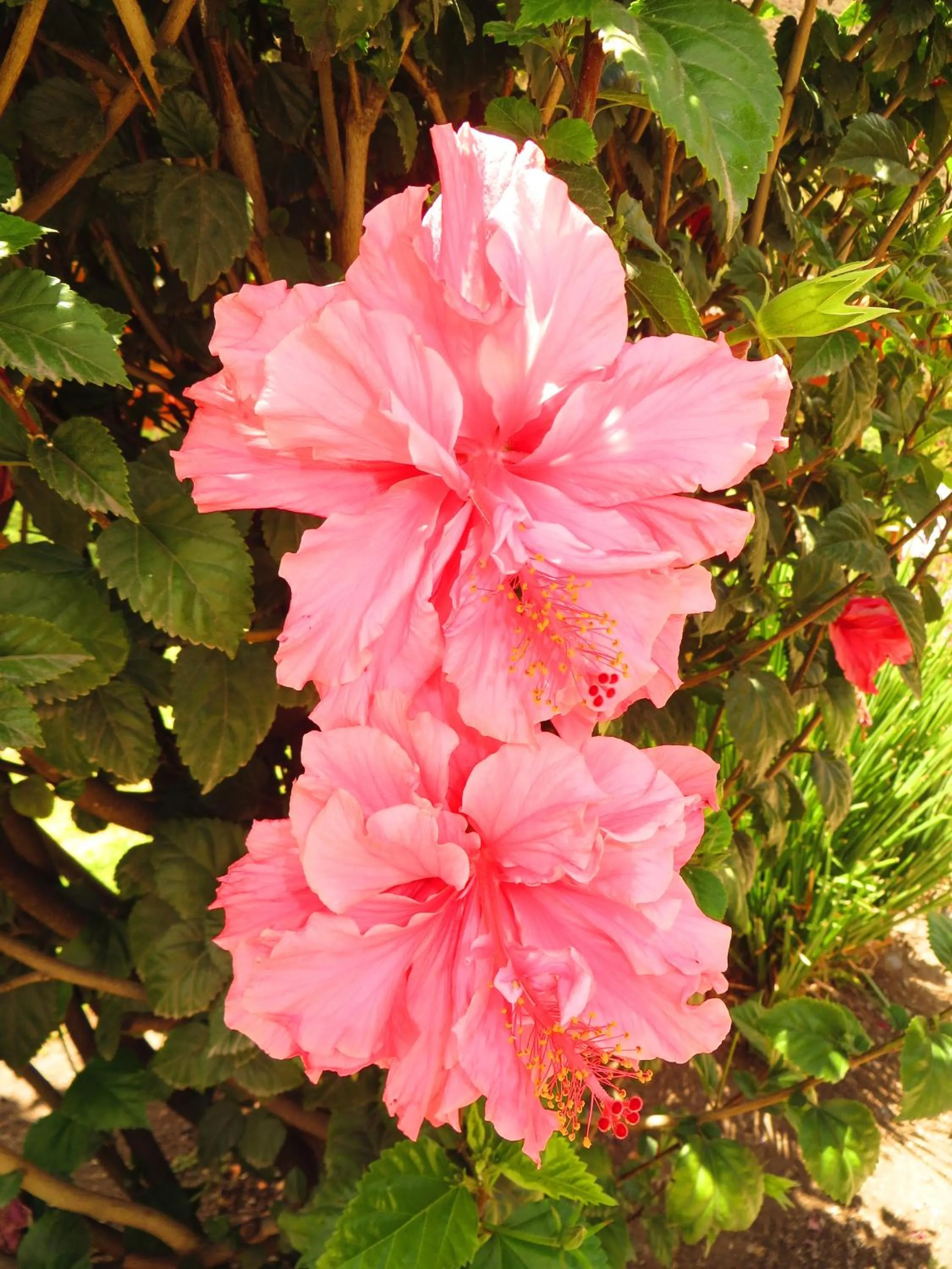 Garden in Hotel Pakaritampu