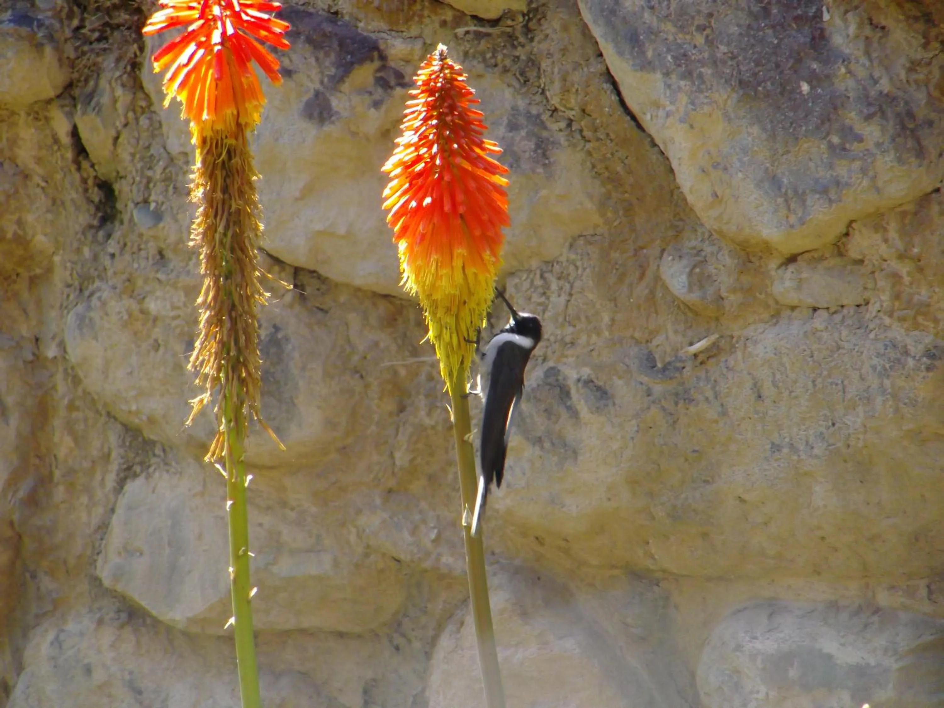 Animals in Hotel Pakaritampu