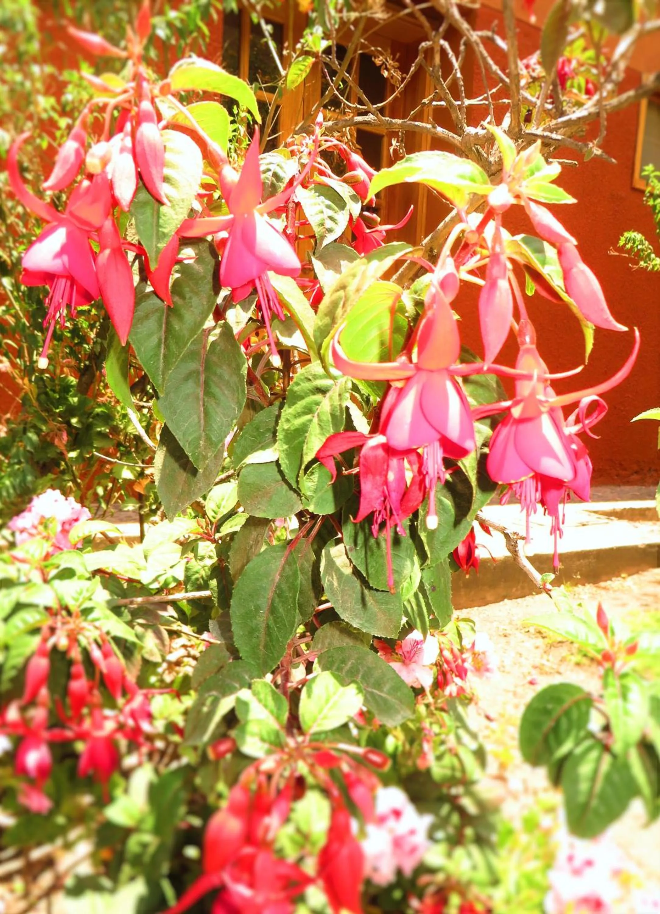 Garden view in Hotel Pakaritampu