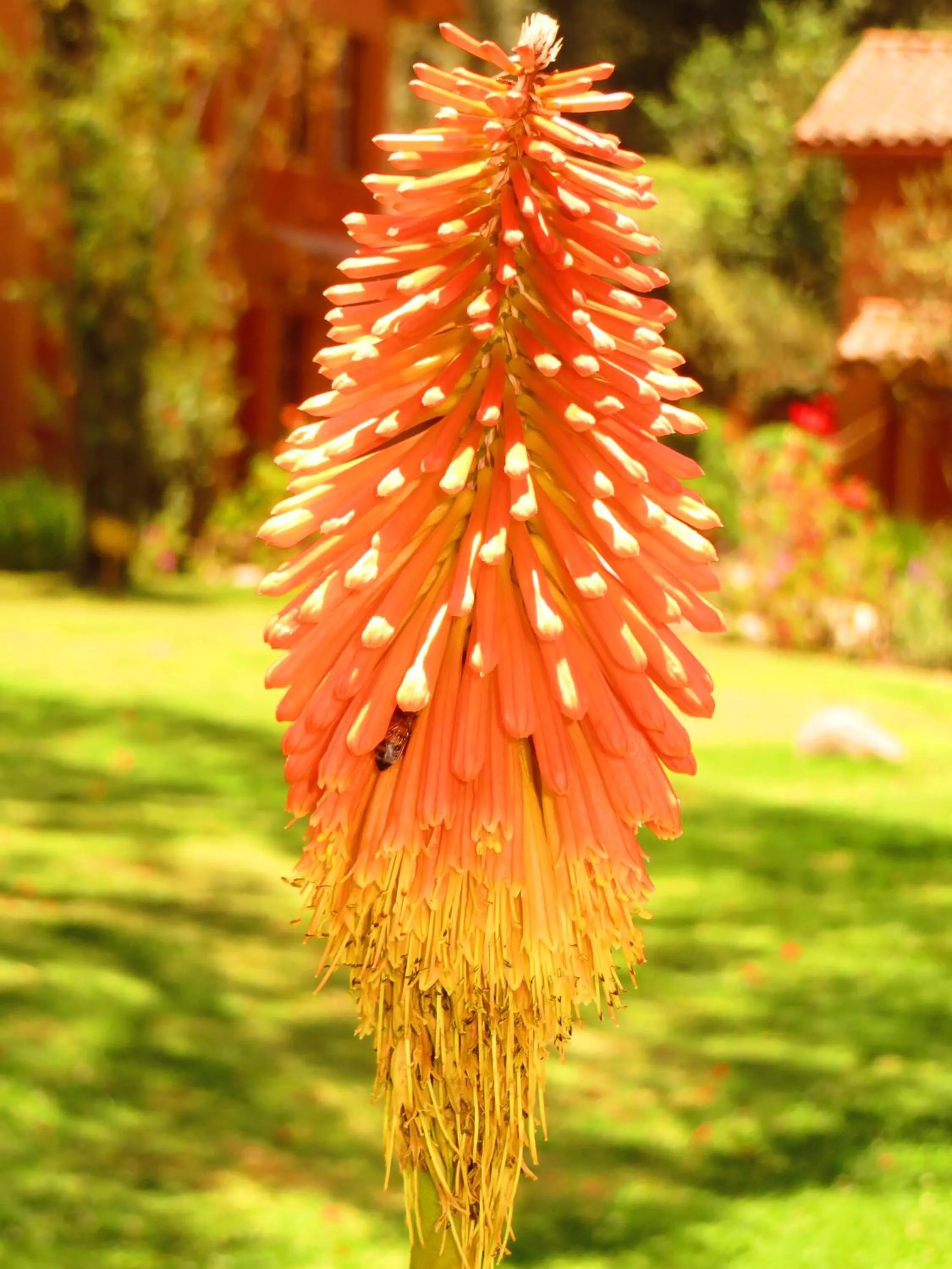 Garden view in Hotel Pakaritampu